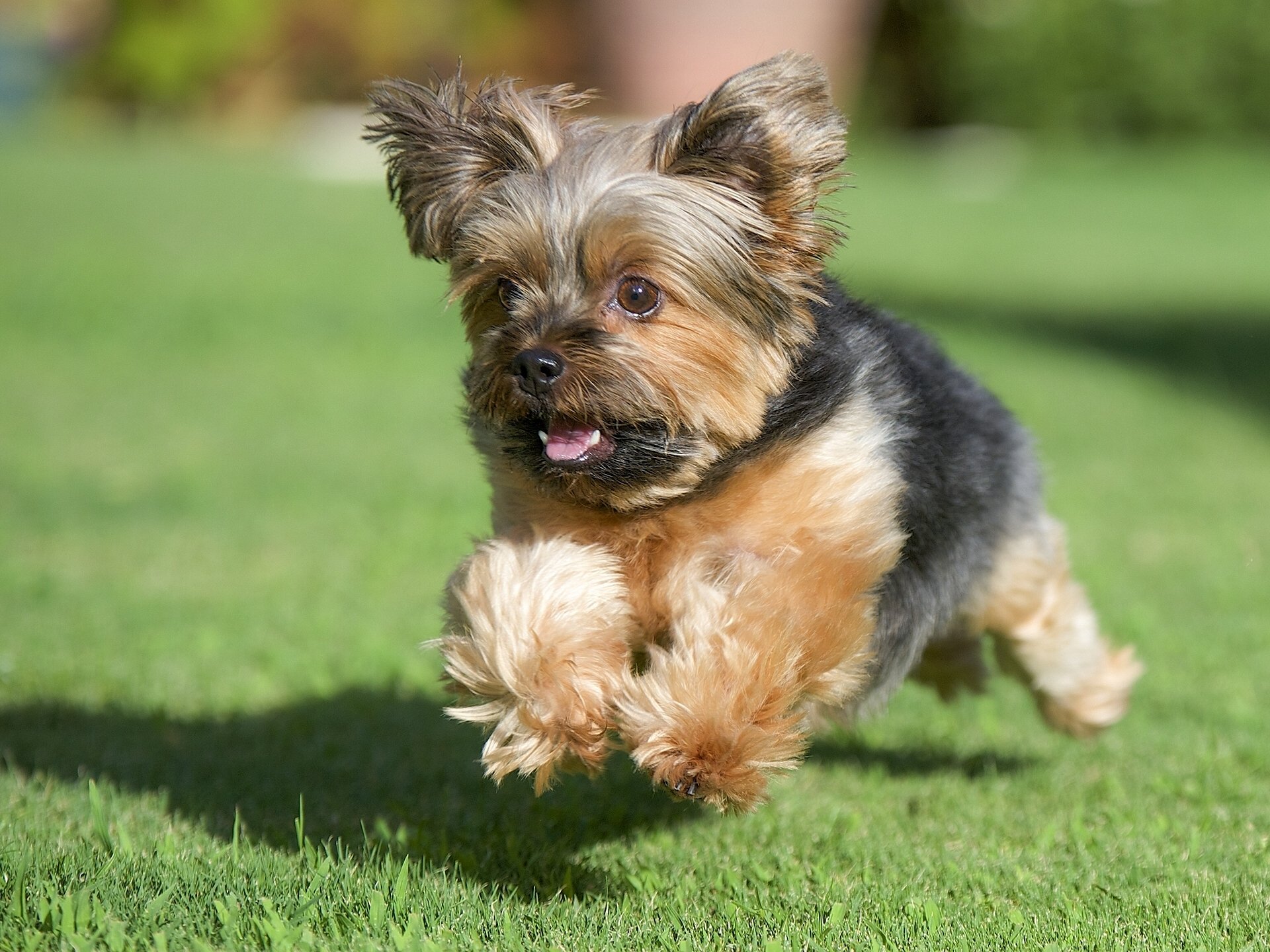 yorkshire terrier york hund laufen gras rasen