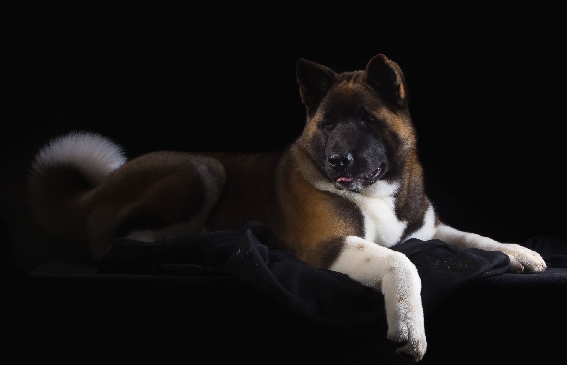 american akita handsome