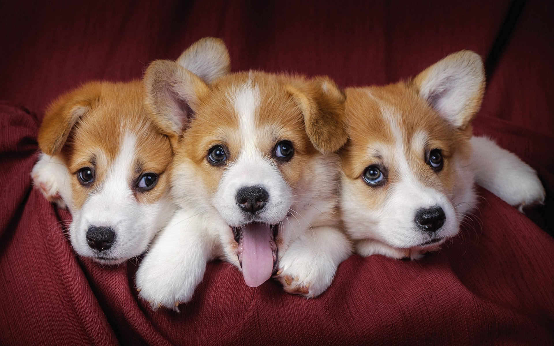 cachorros tríos bebés