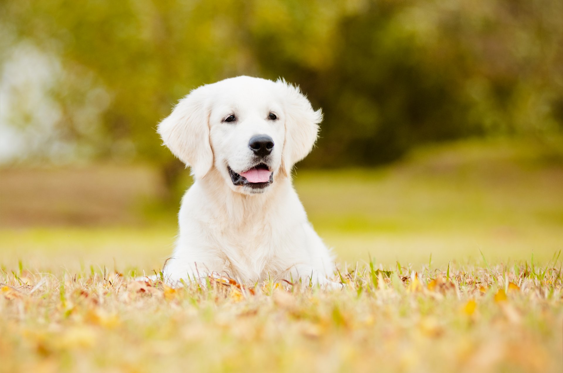 cane prato bokeh