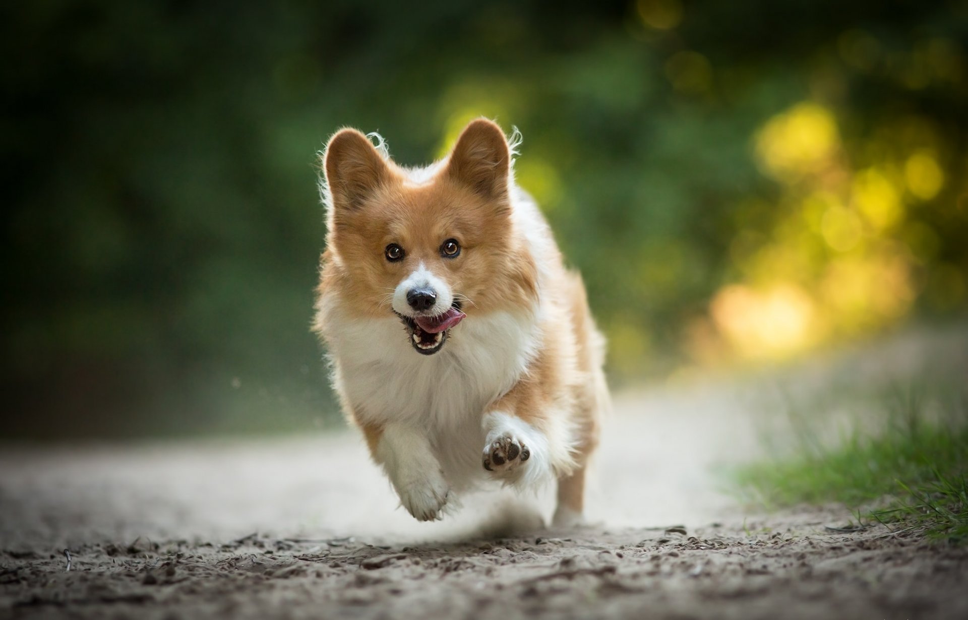 welsh corgi dog walk running happiness mood