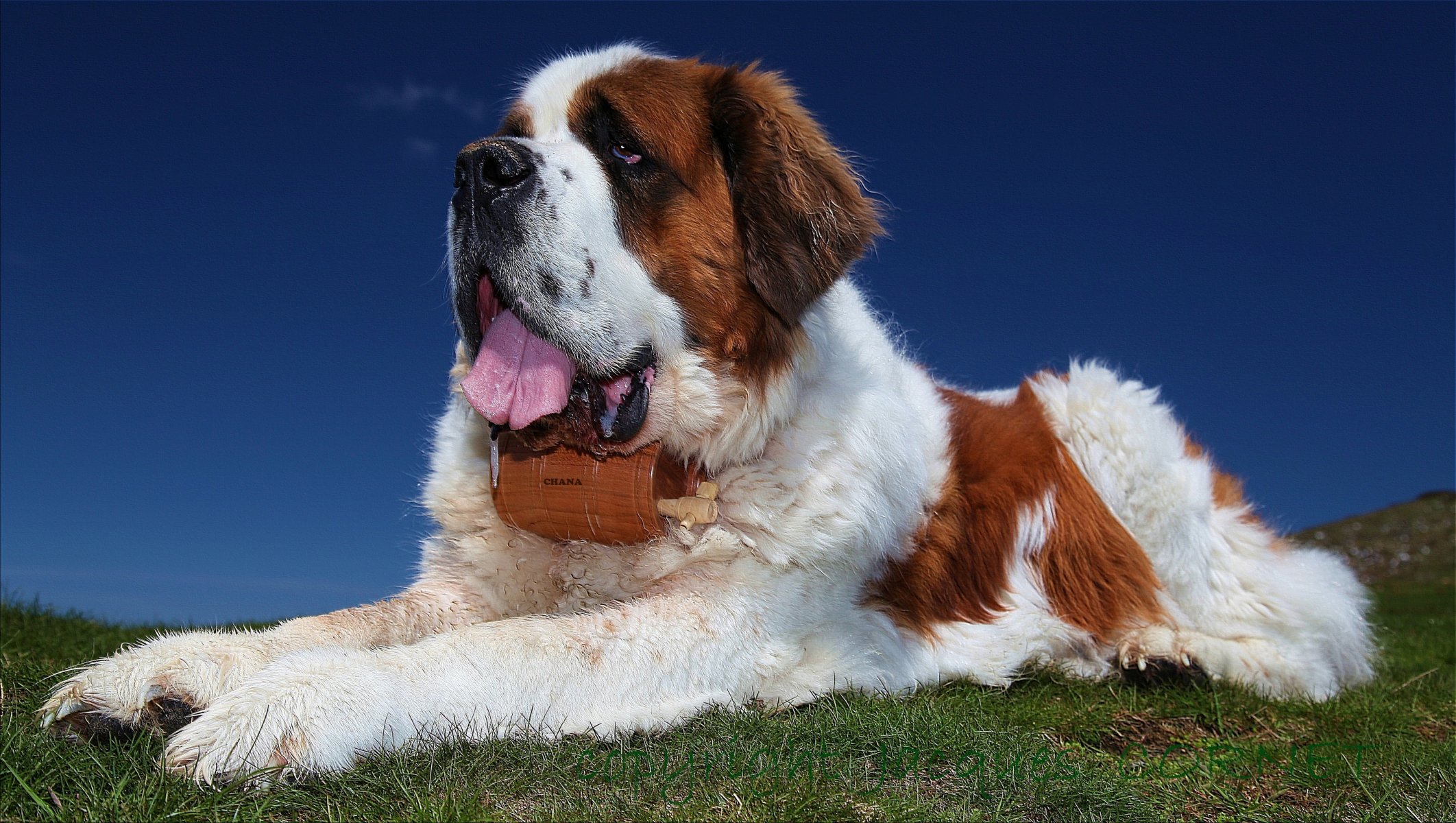 saint bernard chien sauveteur texture