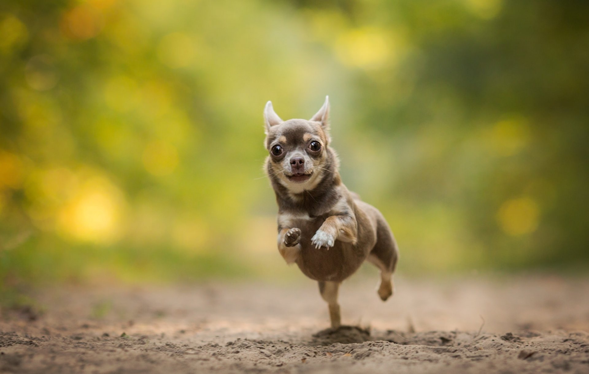 chihuahua dog running bokeh