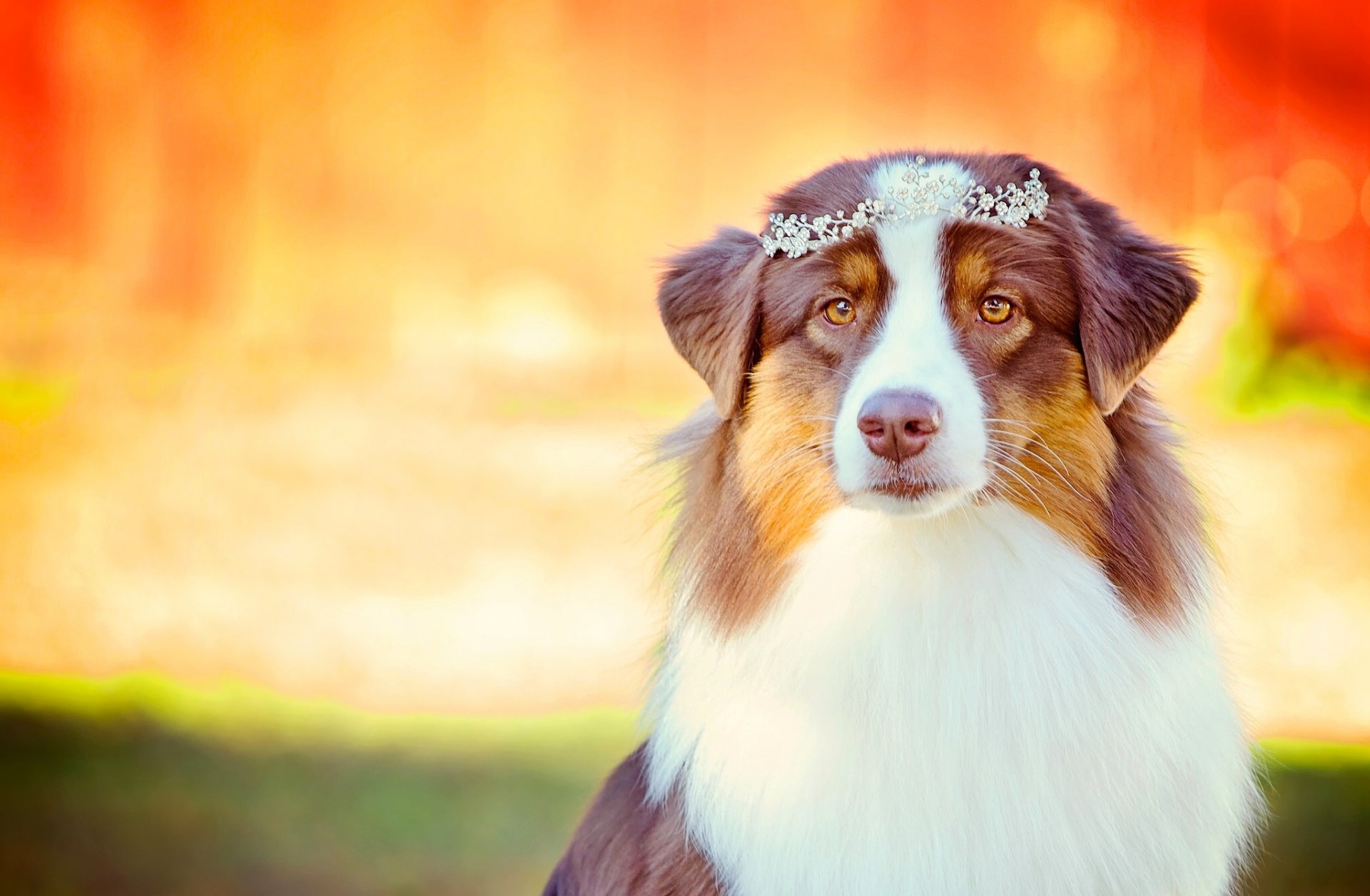 australian shepherd aussie dog view tiara glamour portrait