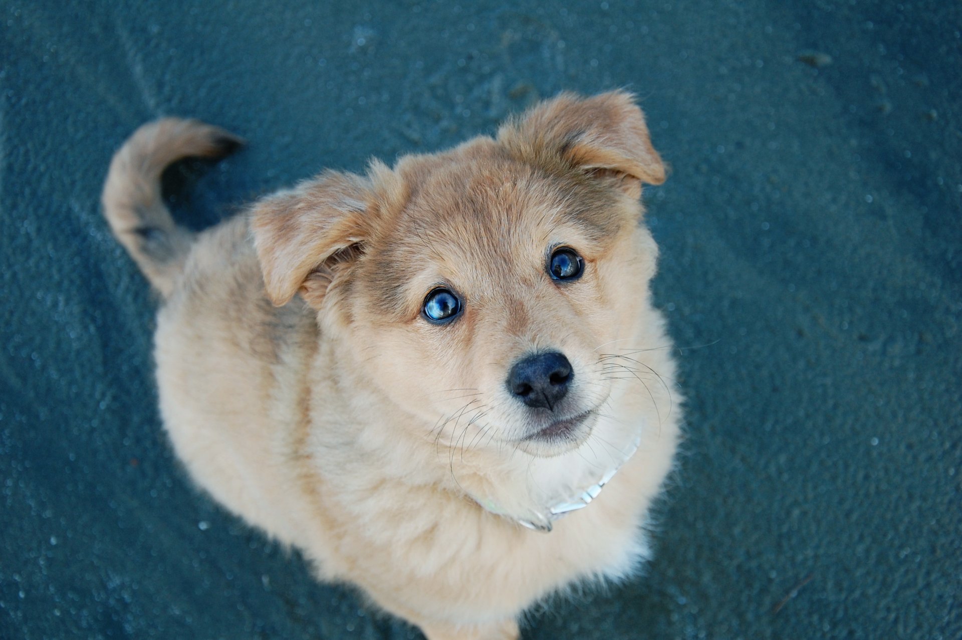 perro cachorro mirada