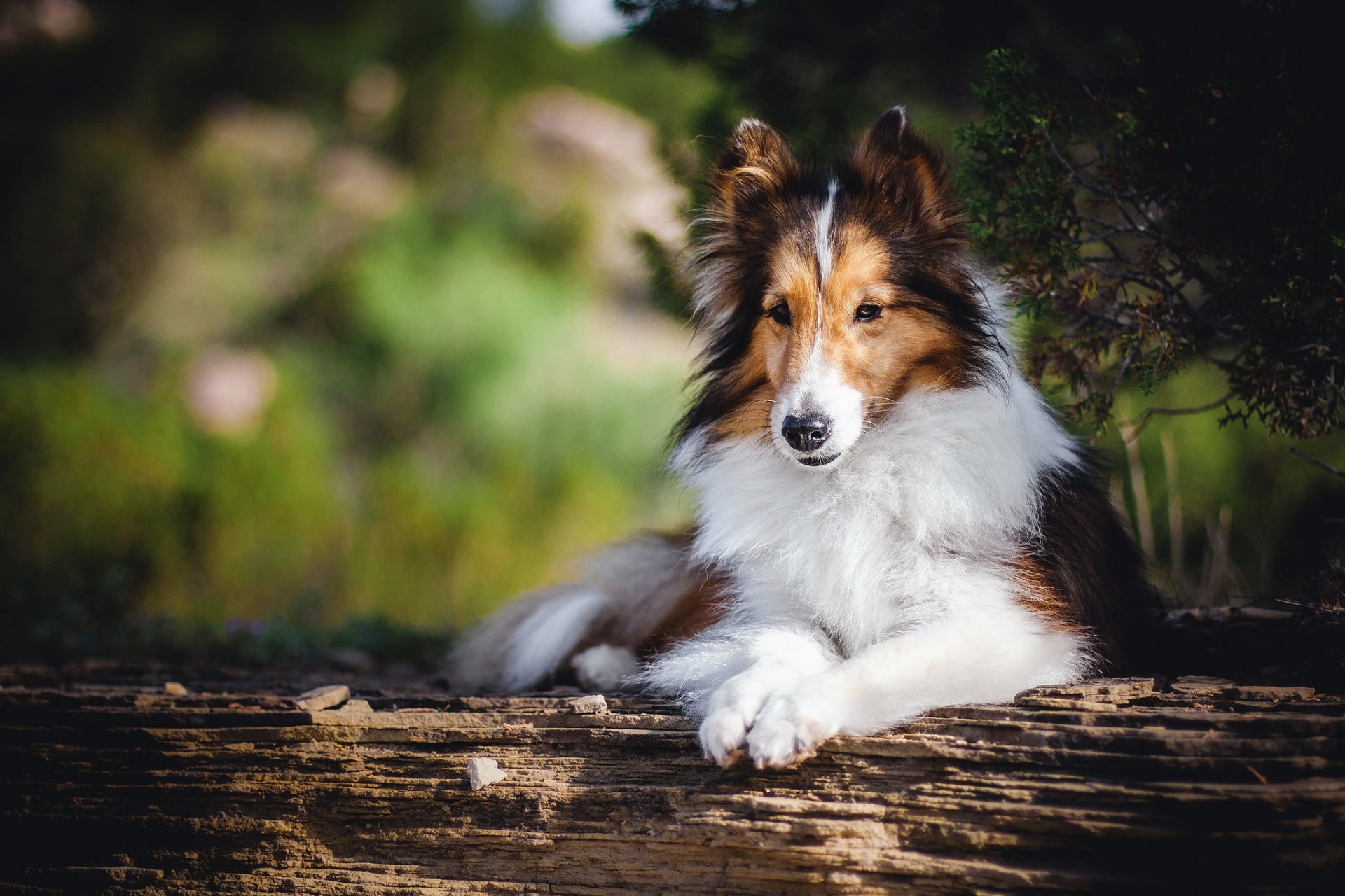 chien regard ami