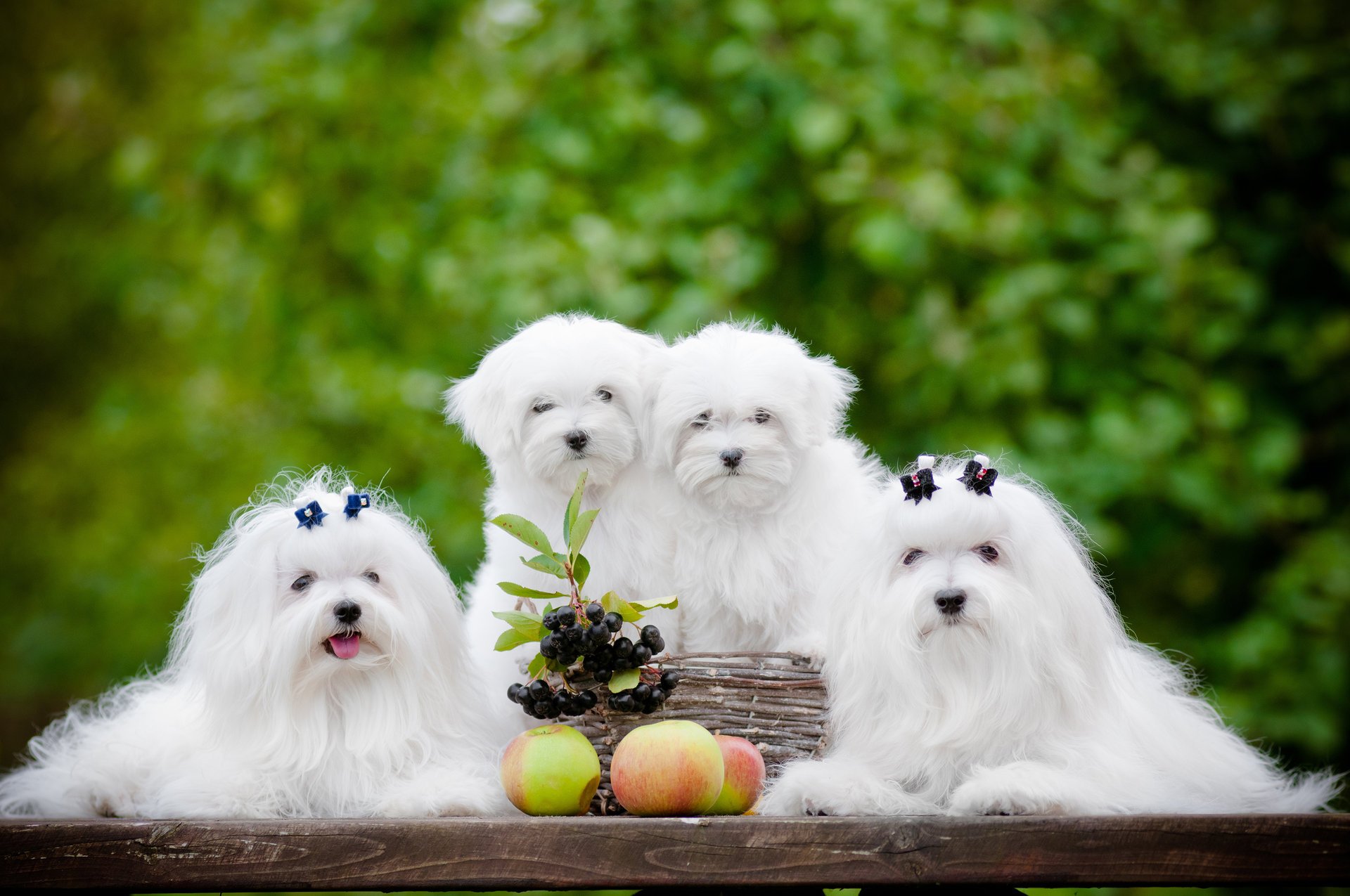 hunde welpen quartett äpfel beeren