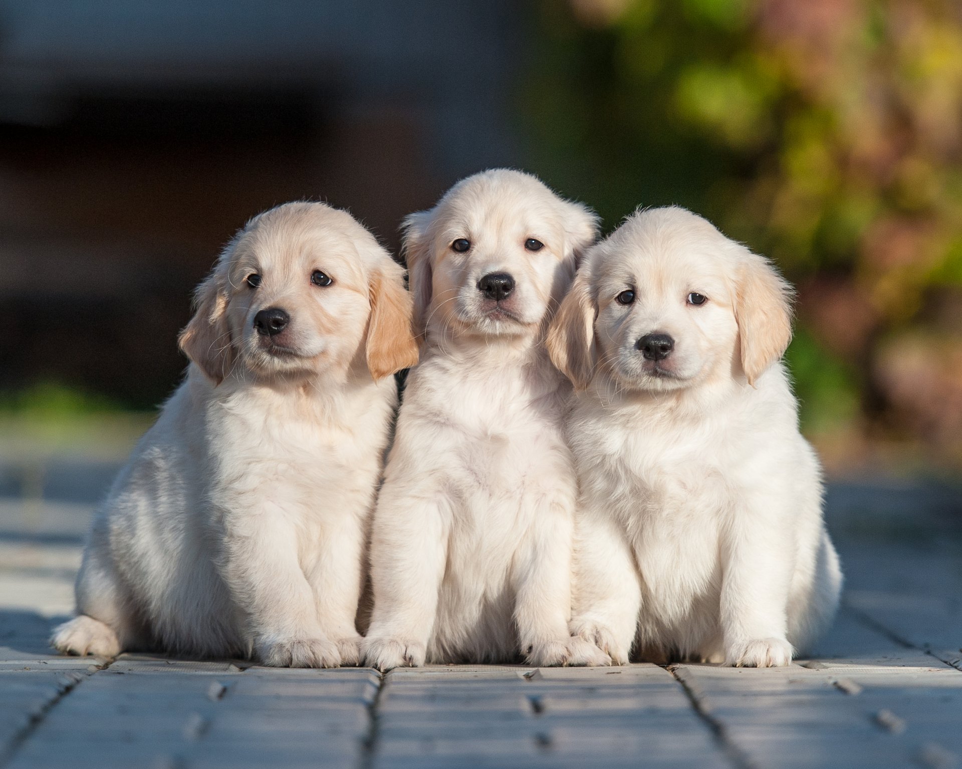 dogs puppies trio trinity