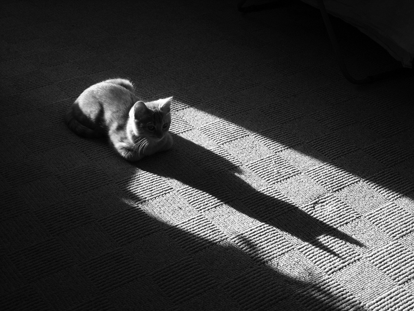 blanco y negro gato sombra alfombra