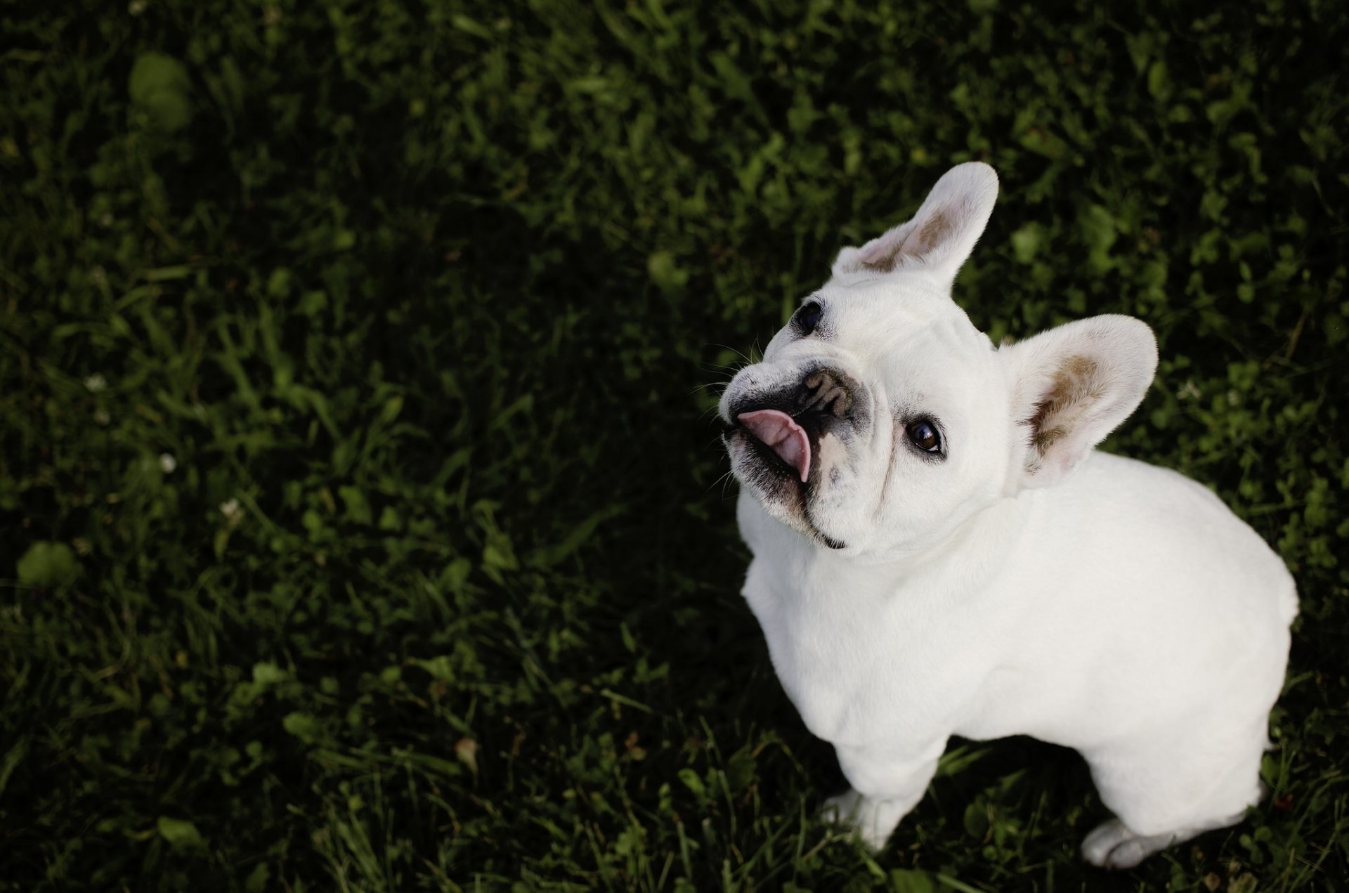 bulldog francés bulldog perro hocico lengua mirada