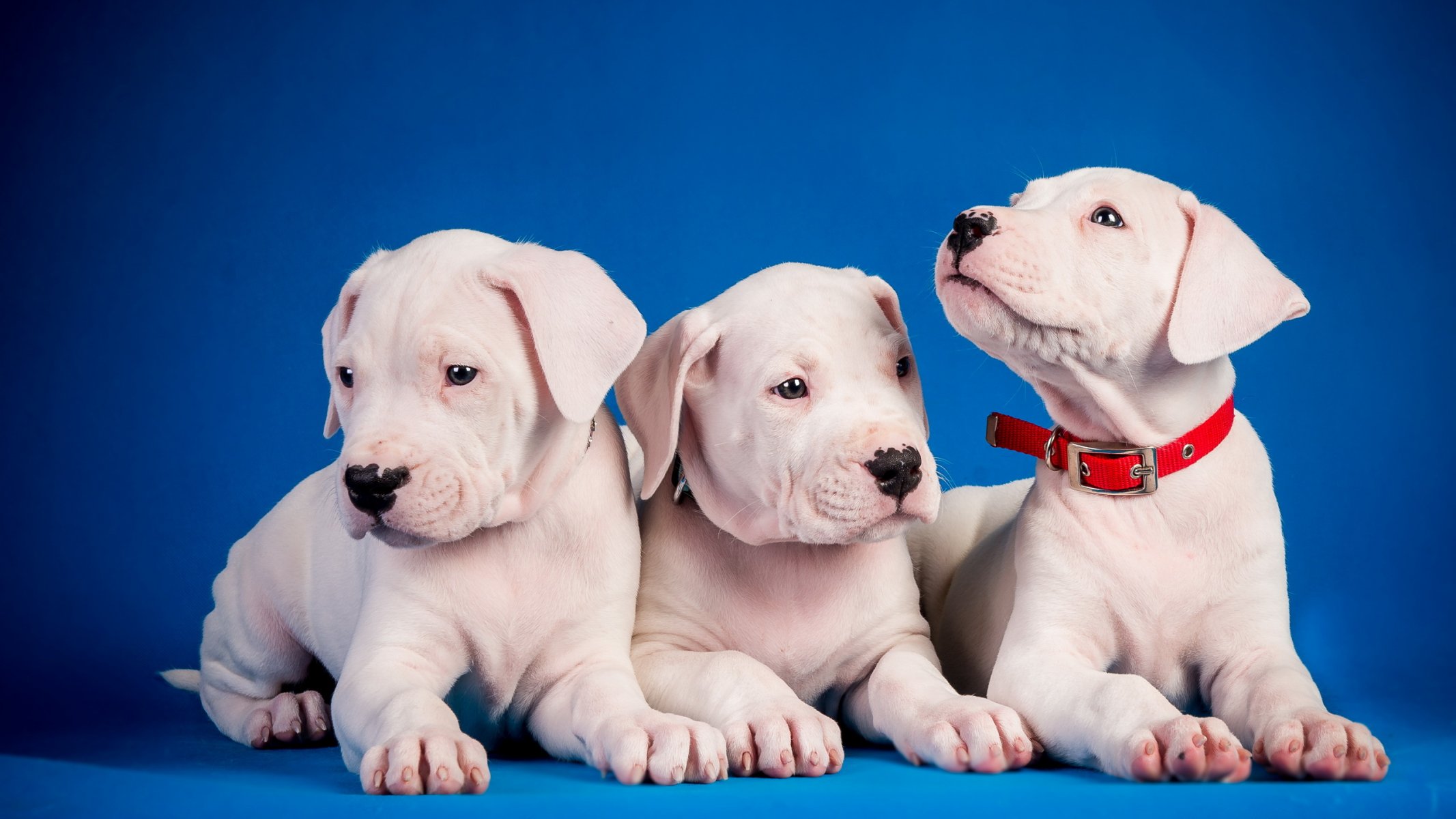 dogs puppies background