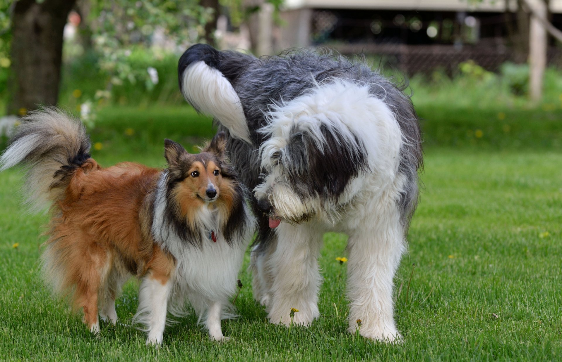 hunde gras freunde paar