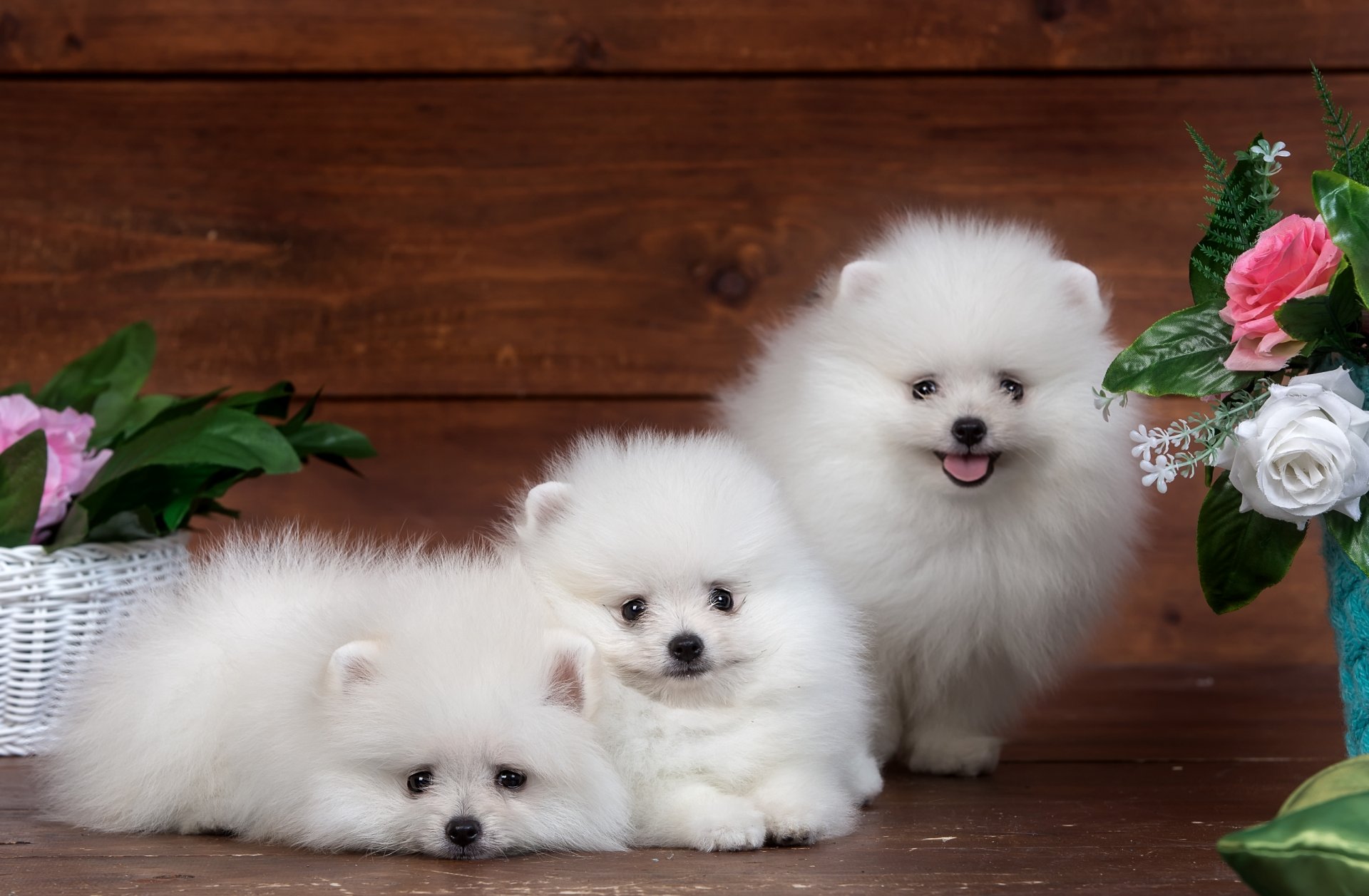 spitz chiot fleurs mignon trio mignon moelleux blanc