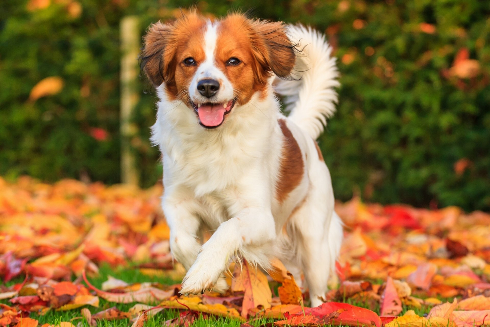 koikerhondje cane gioia umore foglie autunno