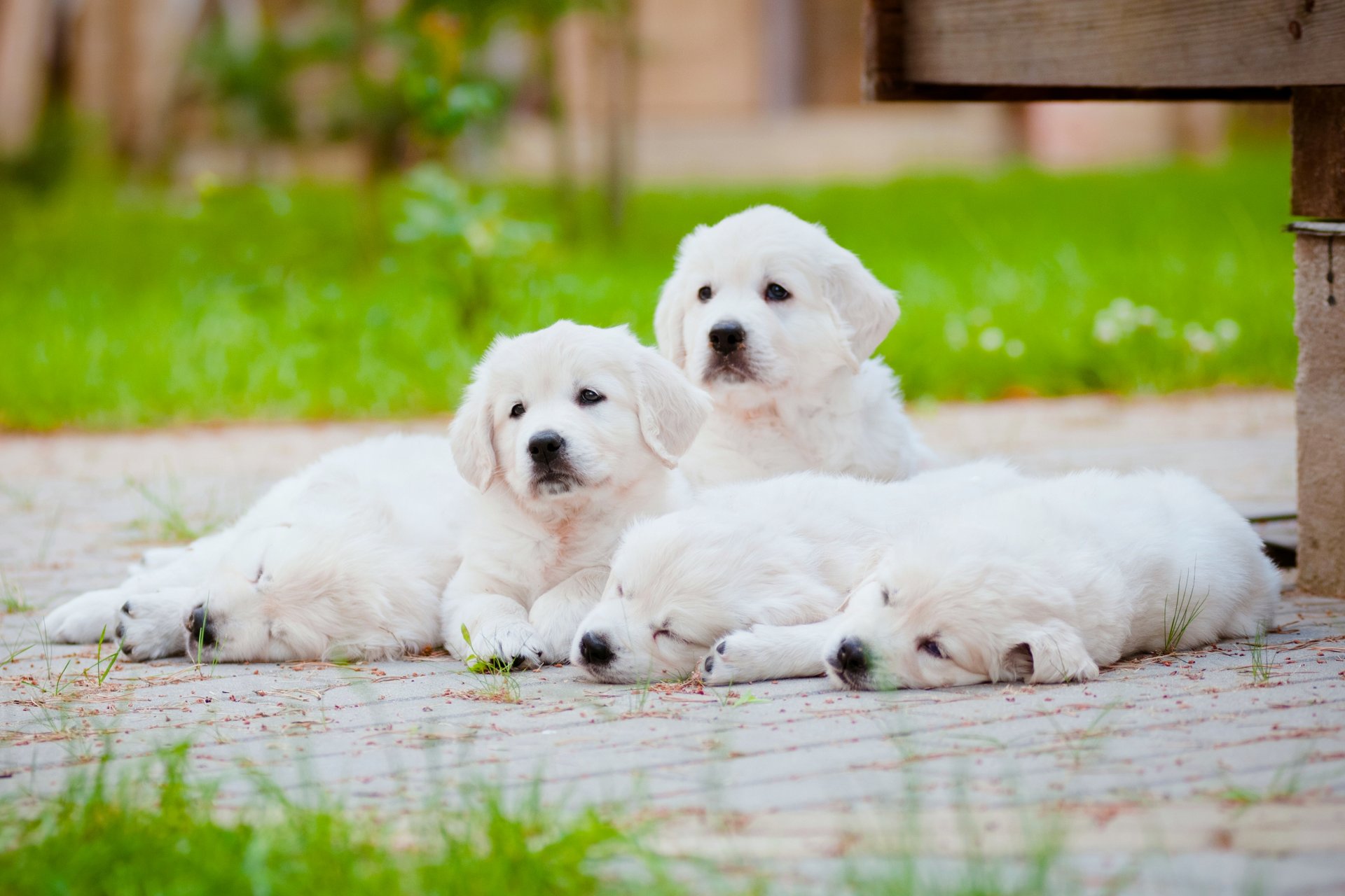 cani cuccioli vacanze