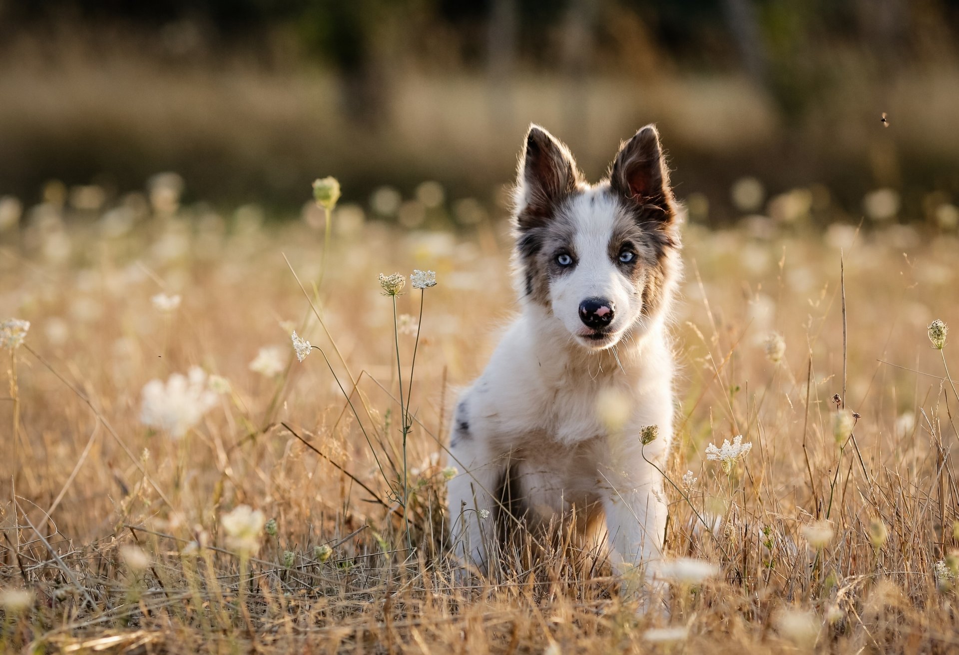 cane cucciolo prato erba