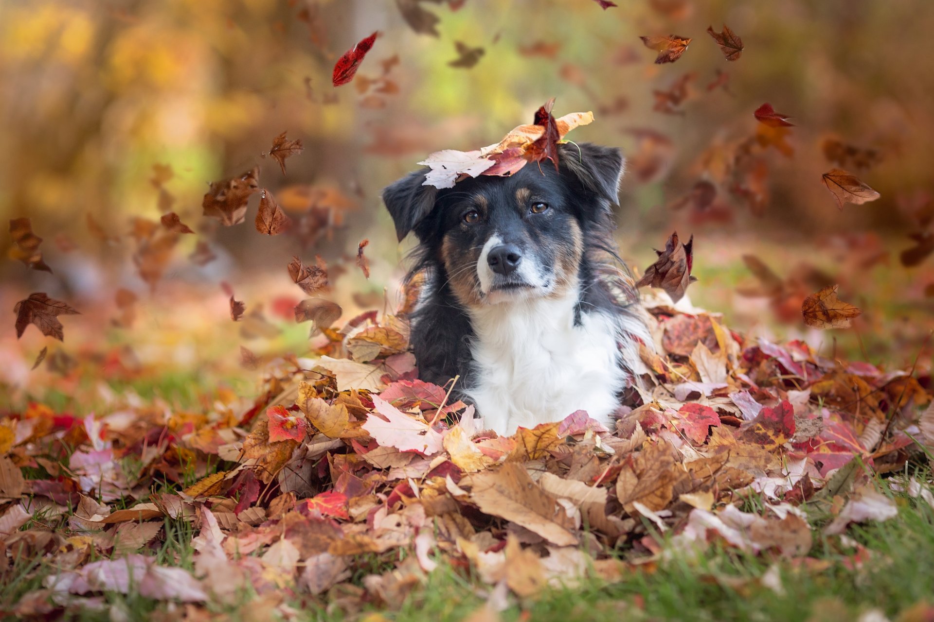 berger australien aussie chien vue feuilles automne