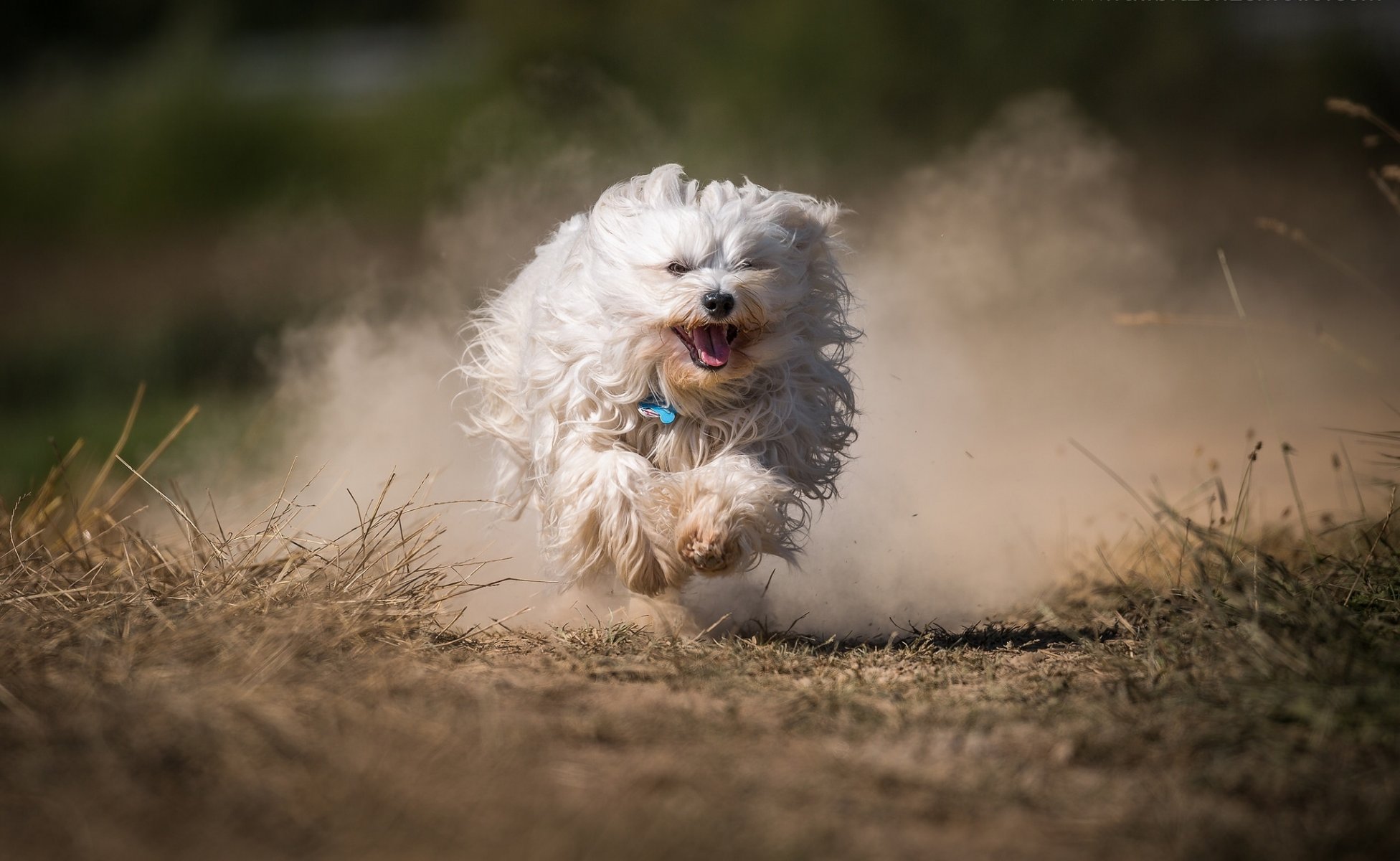 havanese dog shaggy running dust