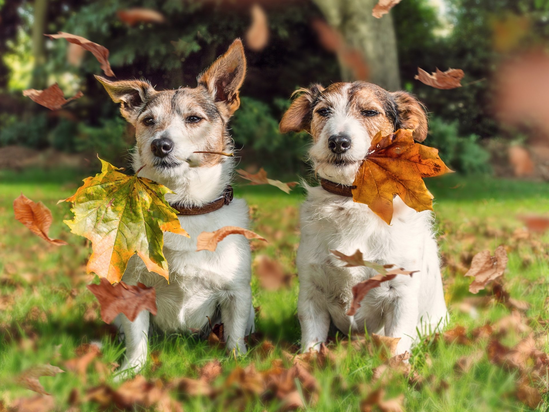 jack russell terrier hunde paar blätter herbst