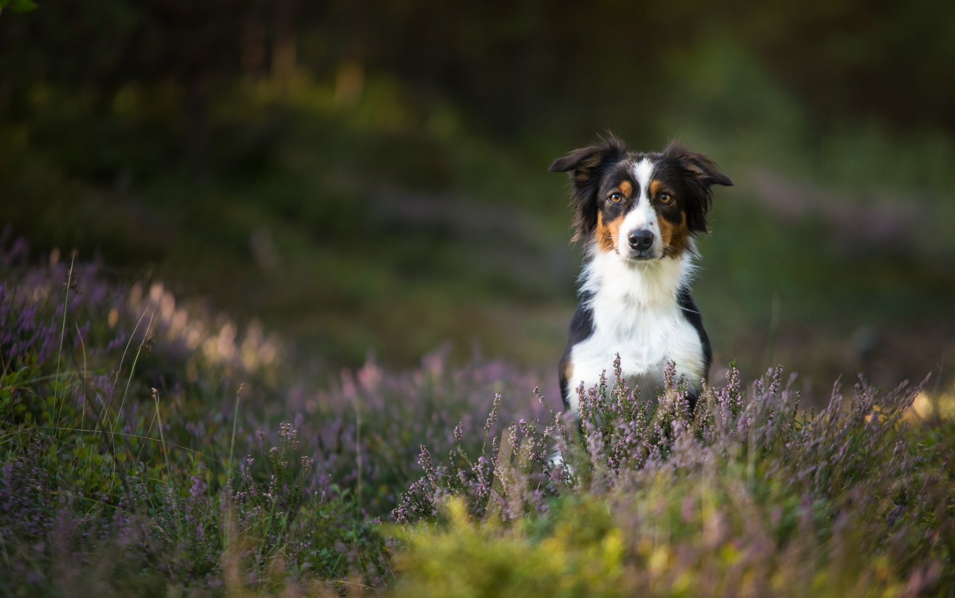 australian shepherd aussie dog heather