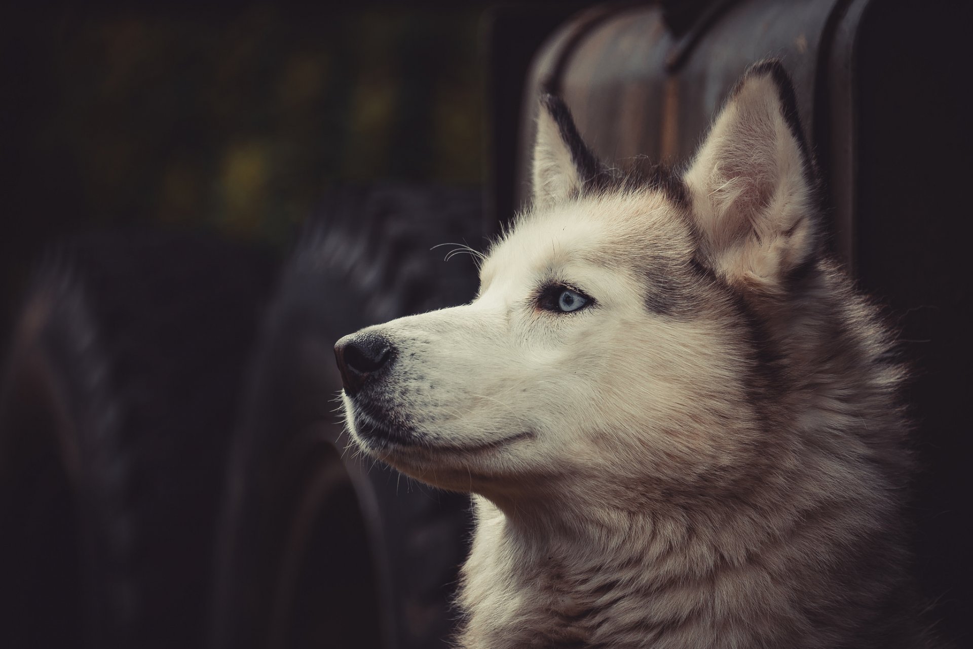 husky dog face view