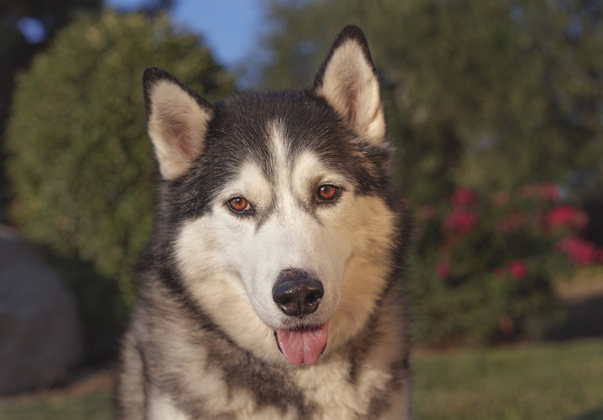 husky chien museau langue regard