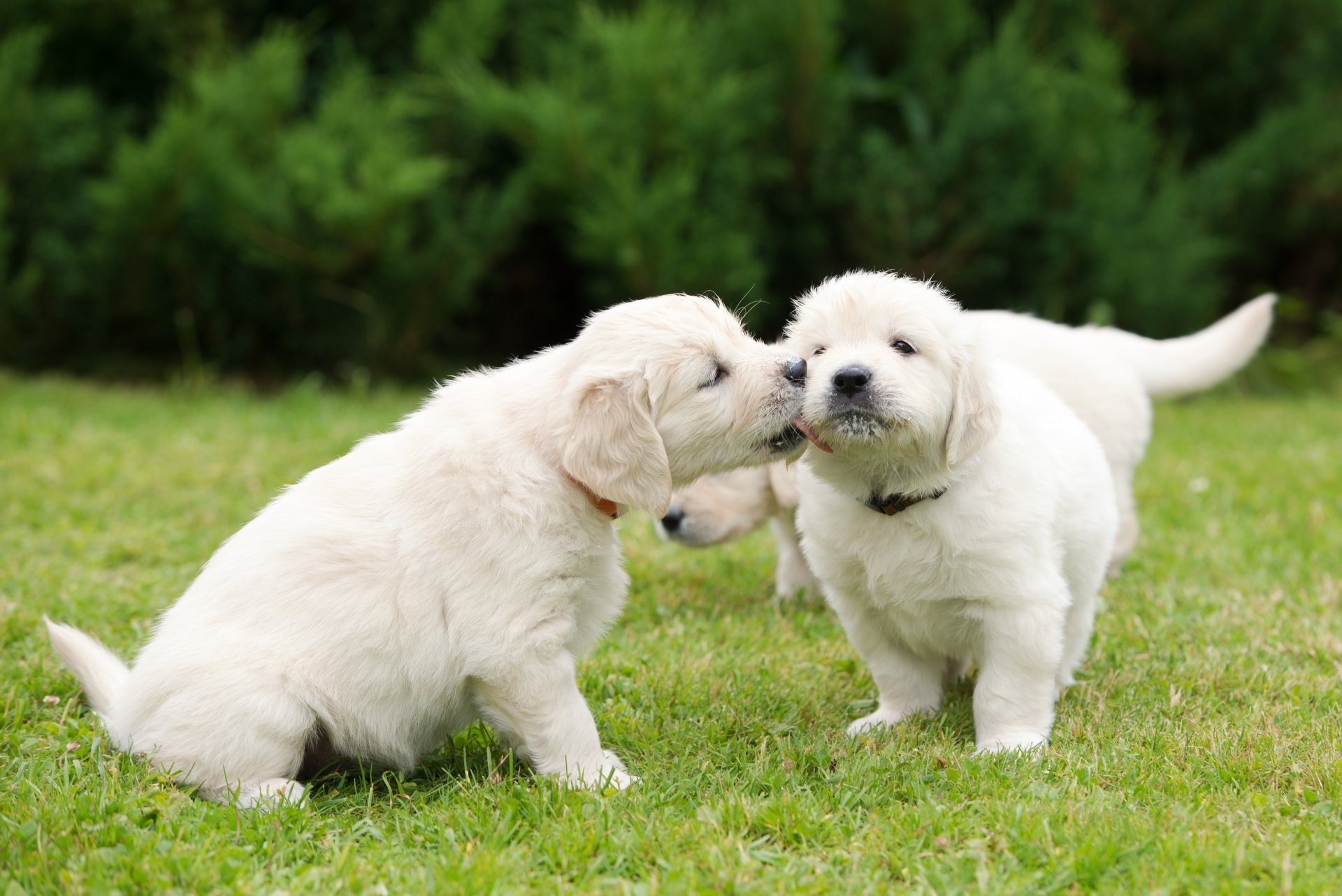 hunde welpen streicheln gehen