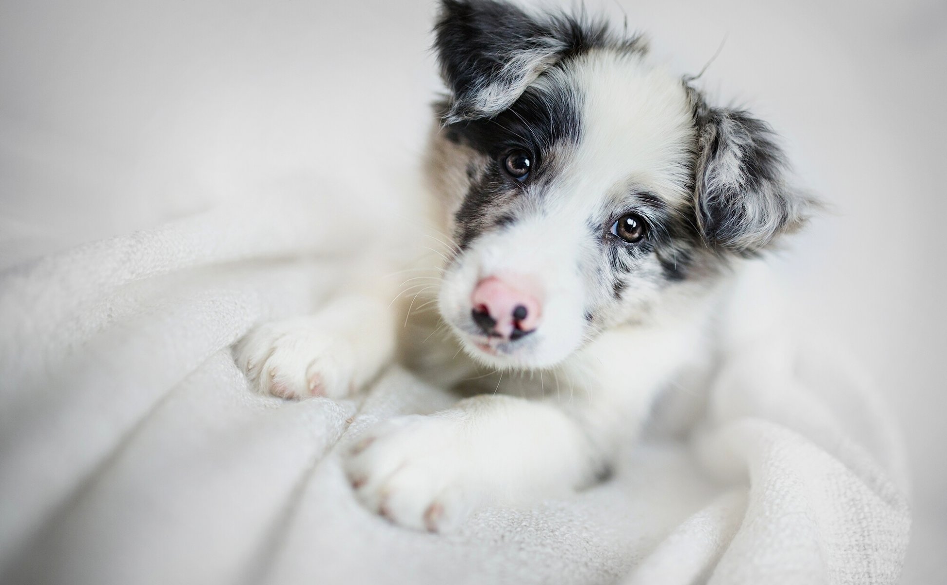 border collie cane cucciolo muso vista