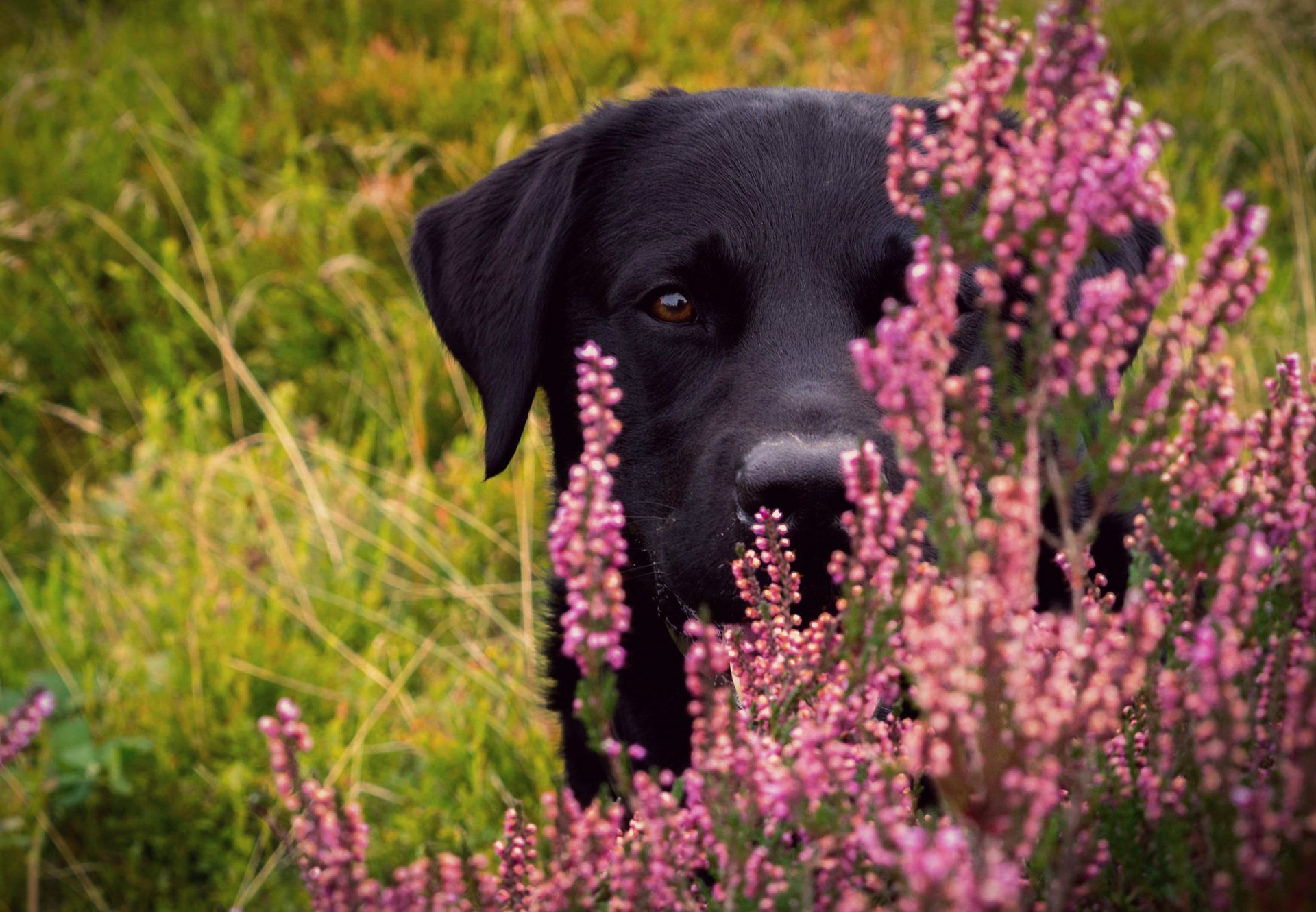 cane muso sguardo