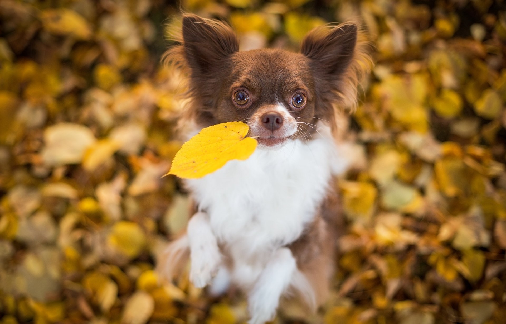 chihuahua pies liść liście nastrój bokeh