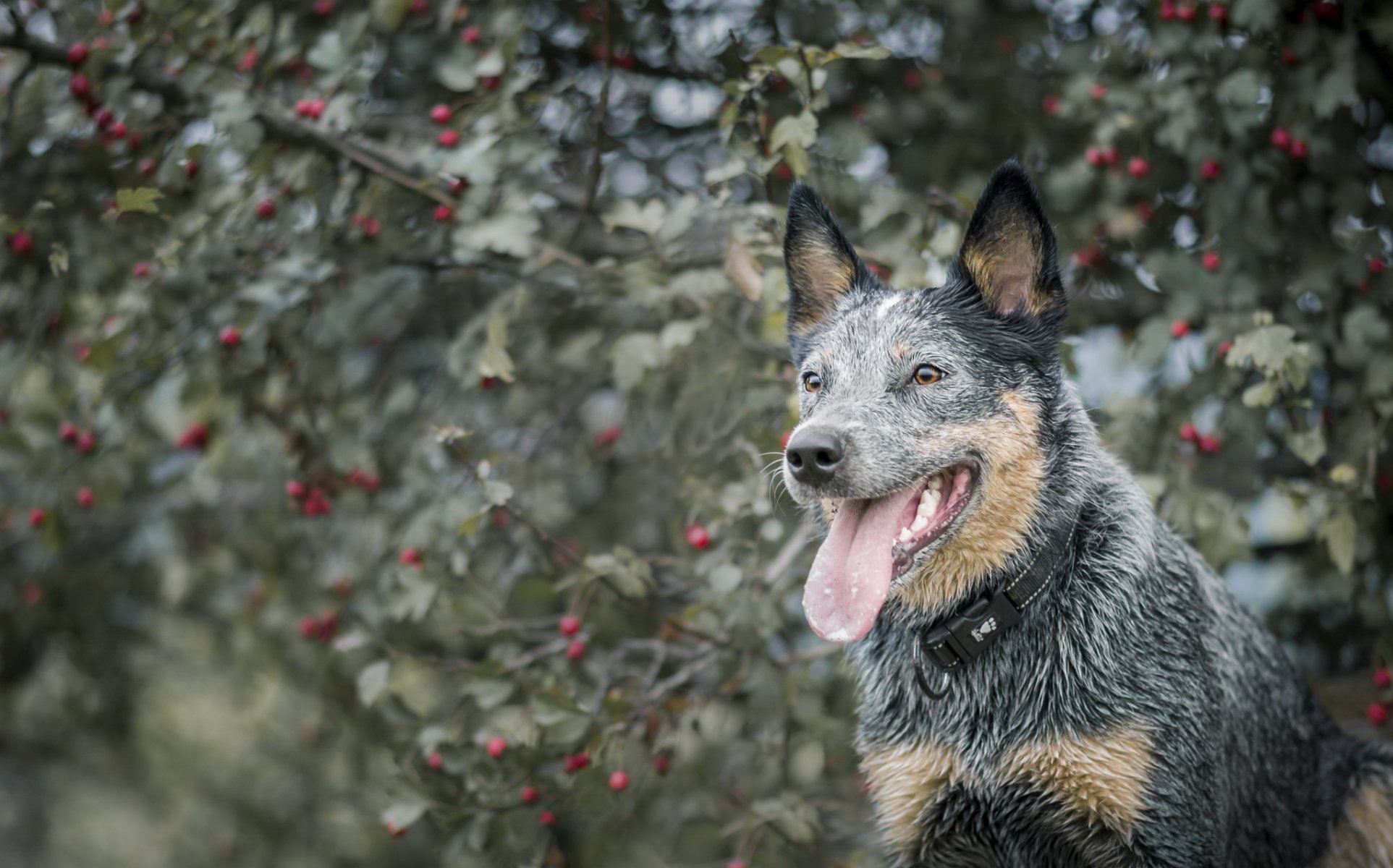 hund blick freund