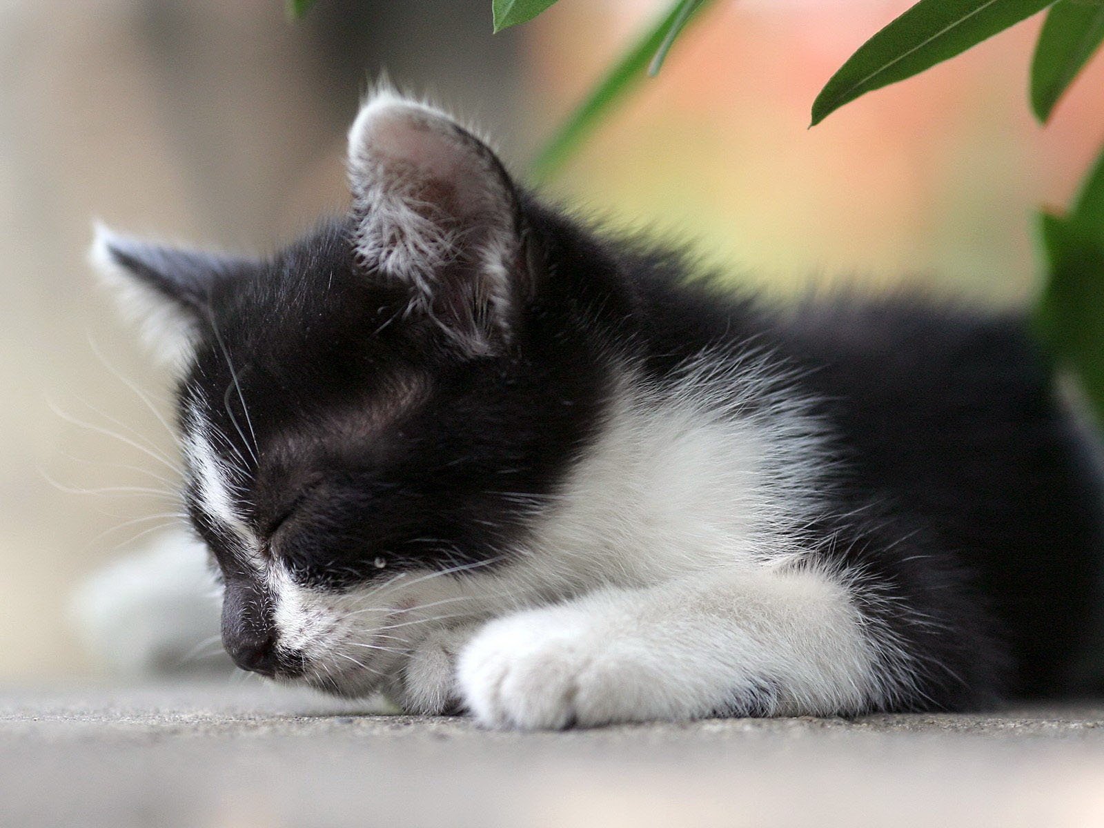 chaton noir blanc feuilles