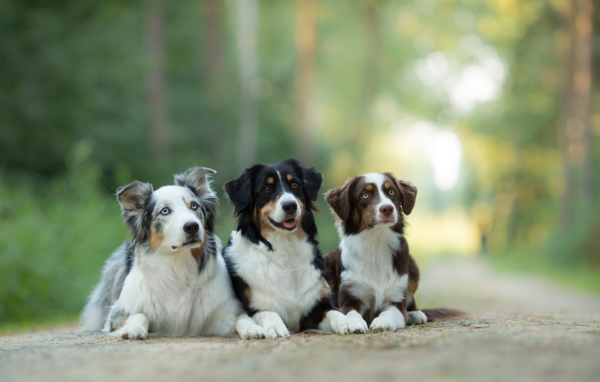 australischer schäferhund aussie hunde trinity trio