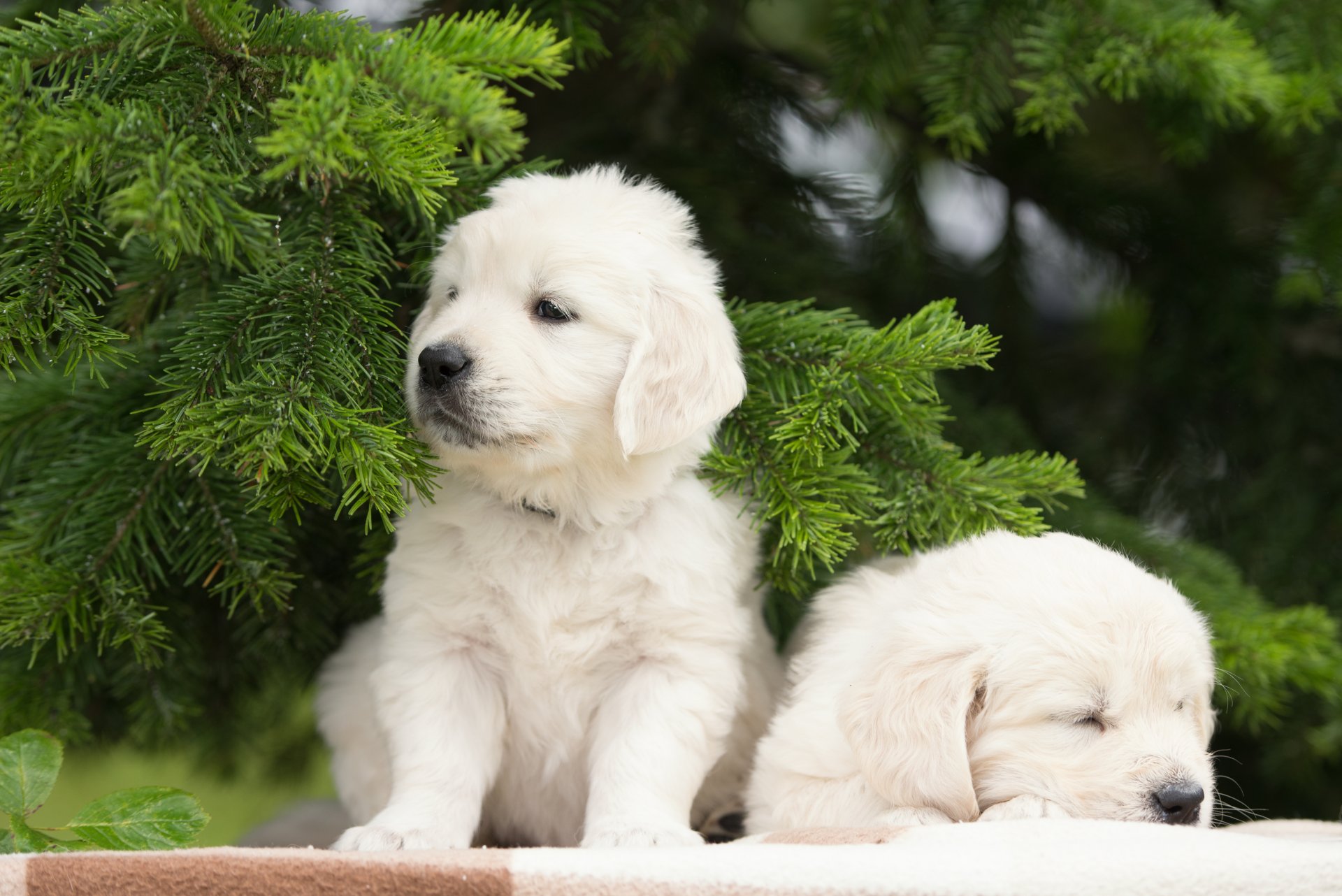 cani cuccioli gemelli coppia rami di abete rosso