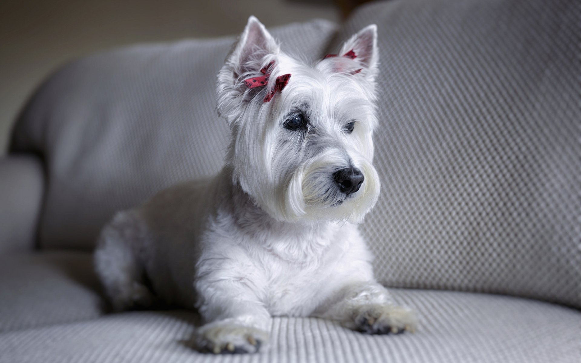 west highland white terrier cane divano