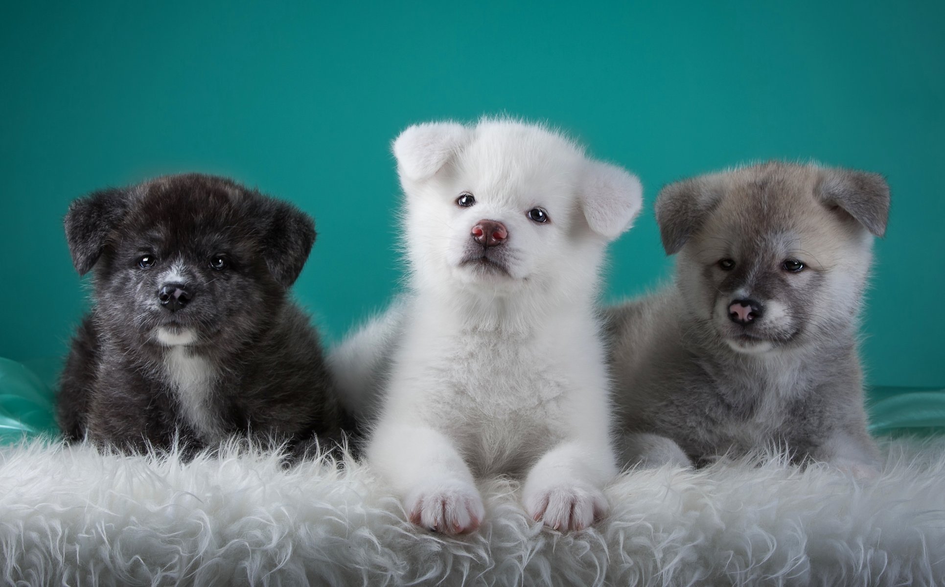 trio japanische akita welpen