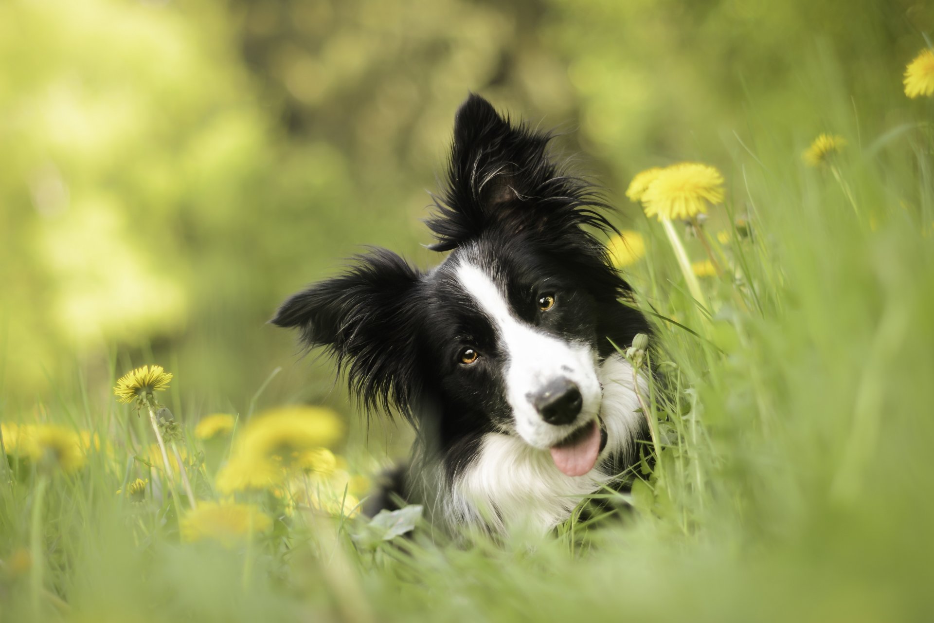 border collie perro hocico mirada dientes de león flores bokeh