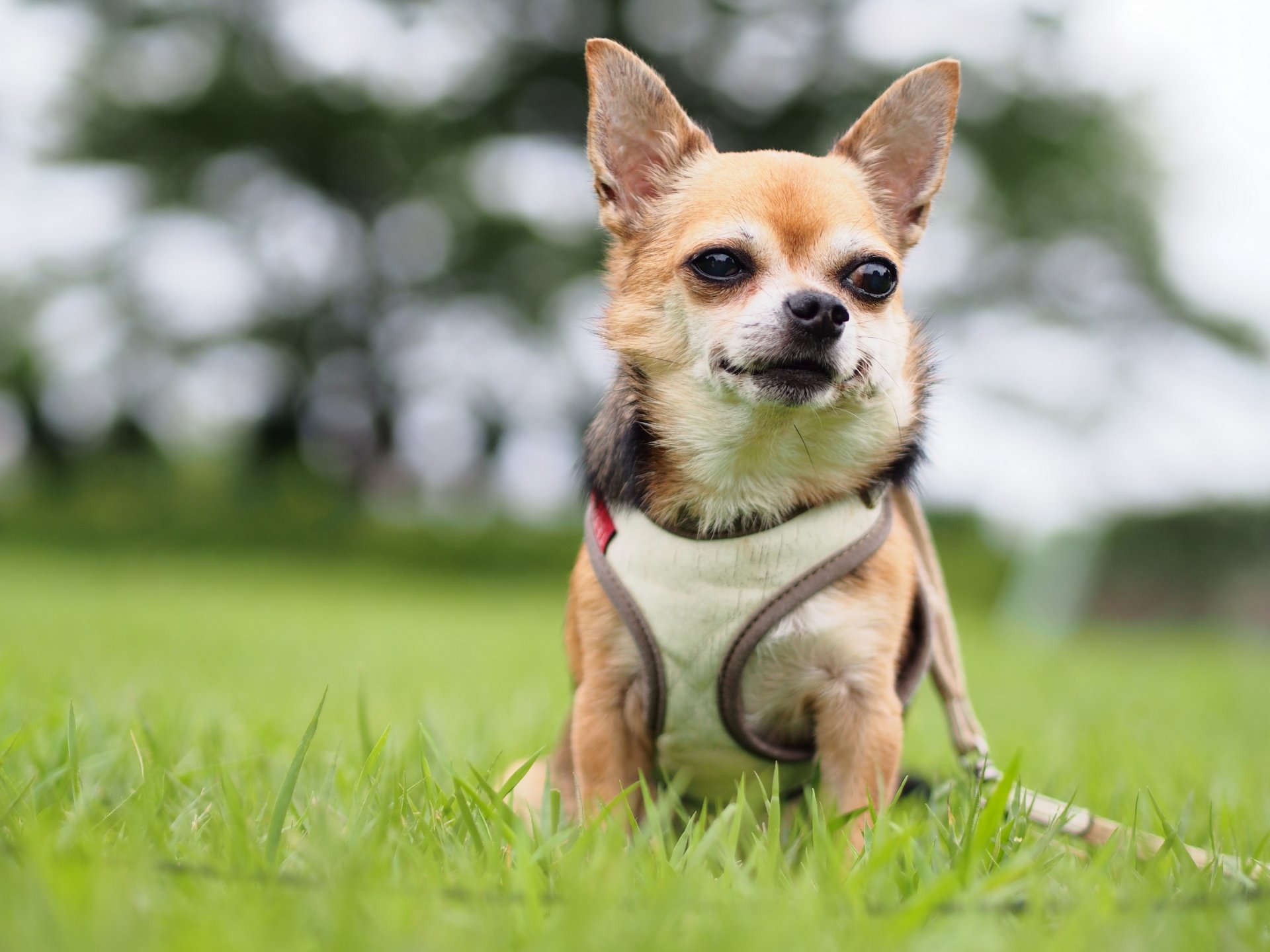 chihuahua dog vest