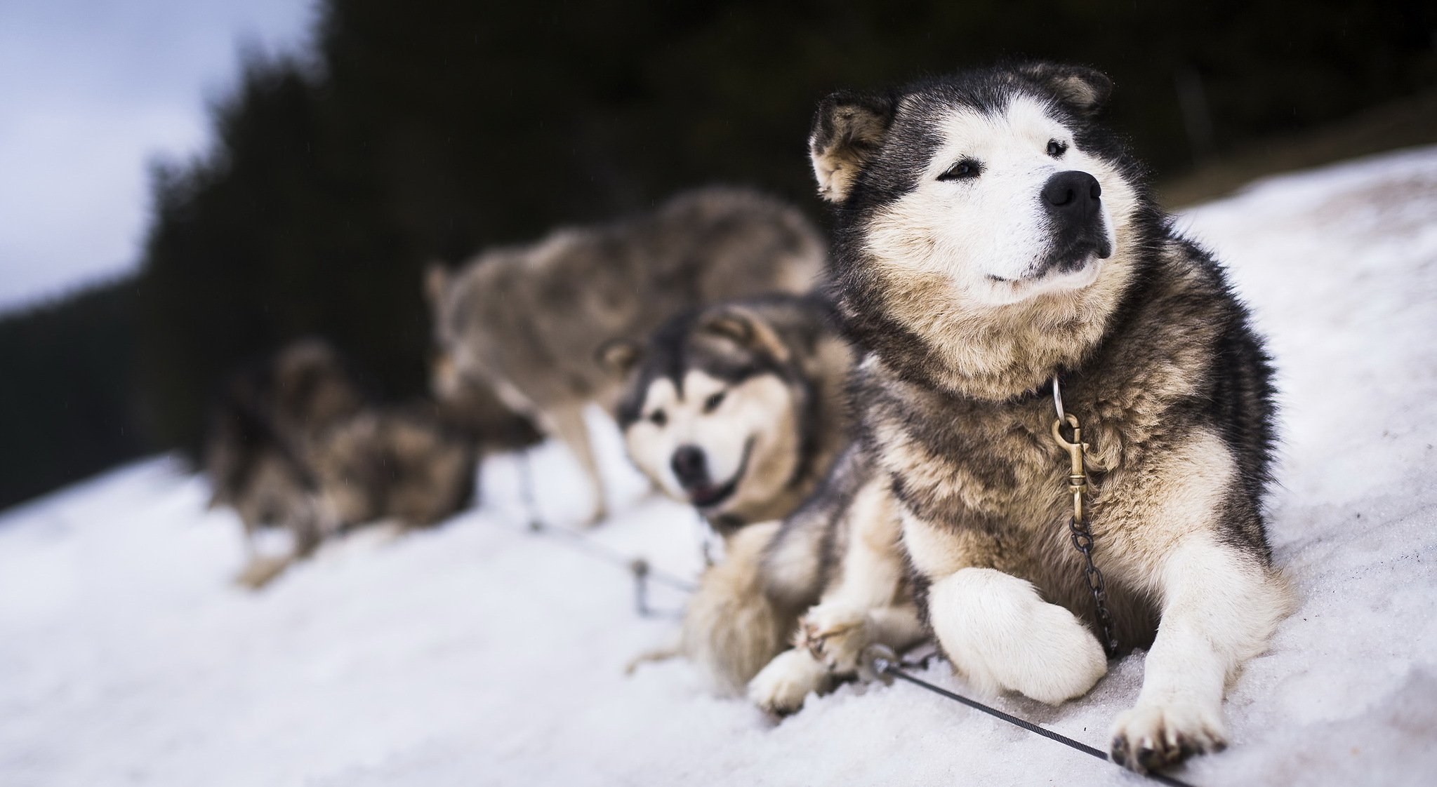 perros amigos nieve