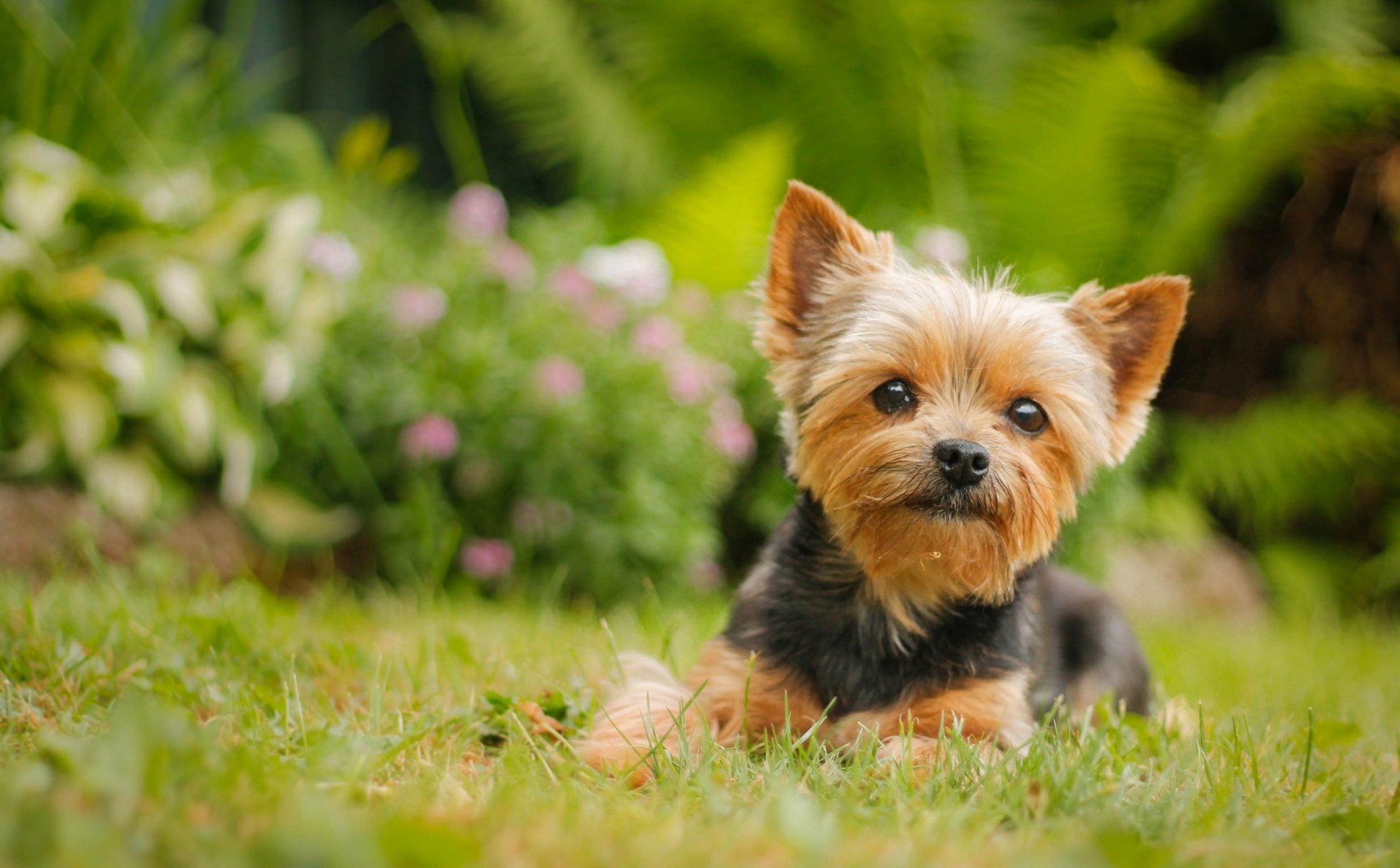 yorkshire terrier york chien vue