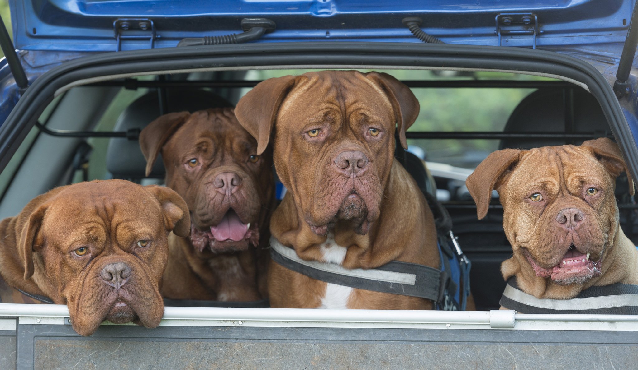 dogue de bordeaux chiens quatuor voiture carrosserie