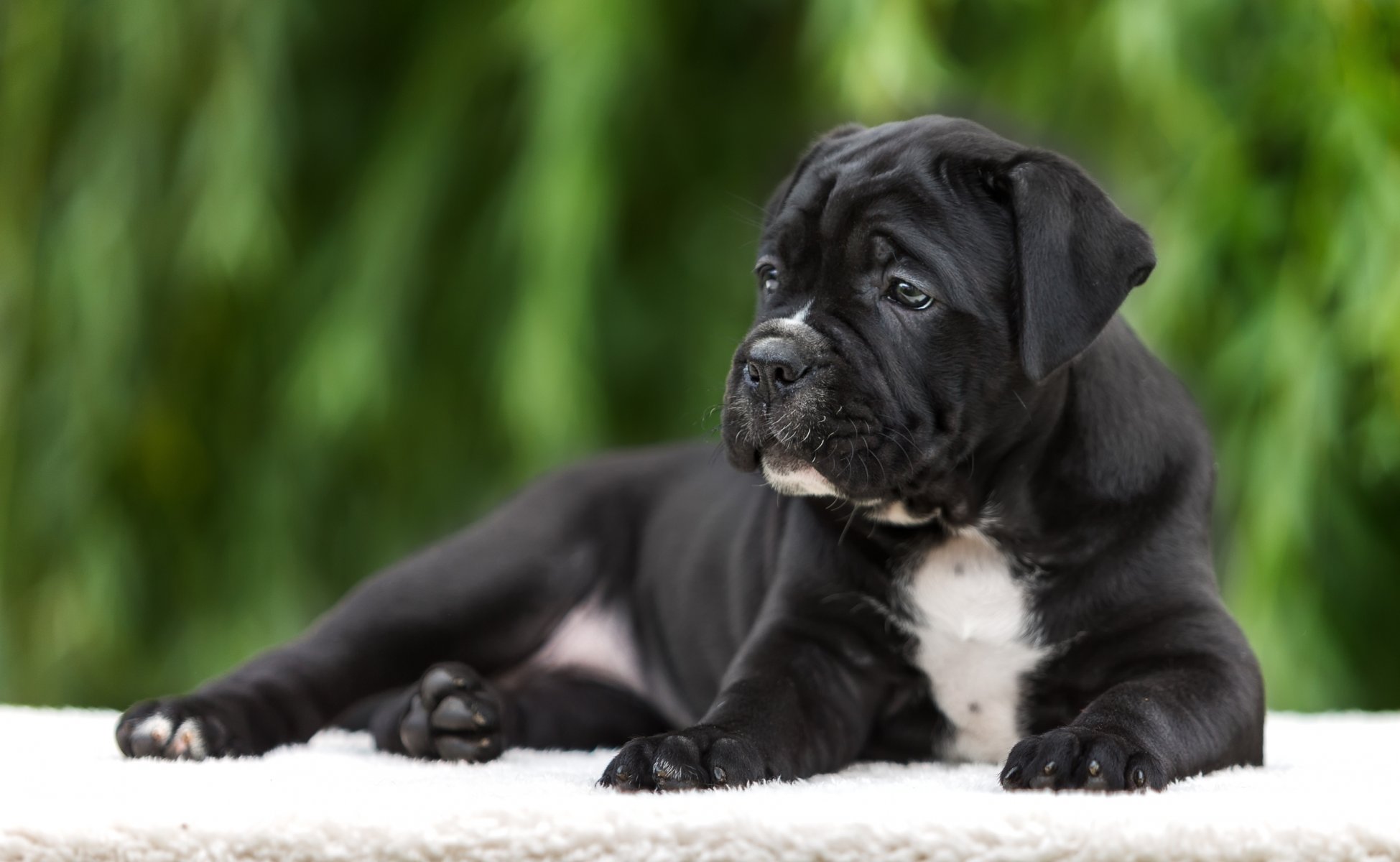 cucciolo cane corso razza