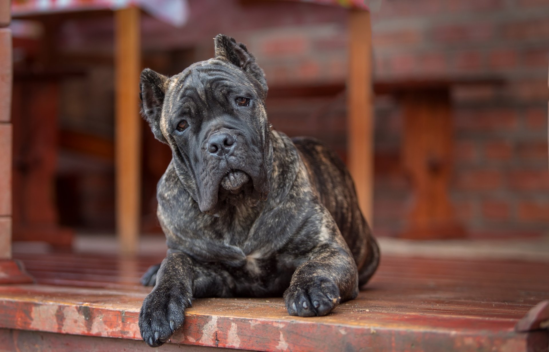 cane corso chien regard