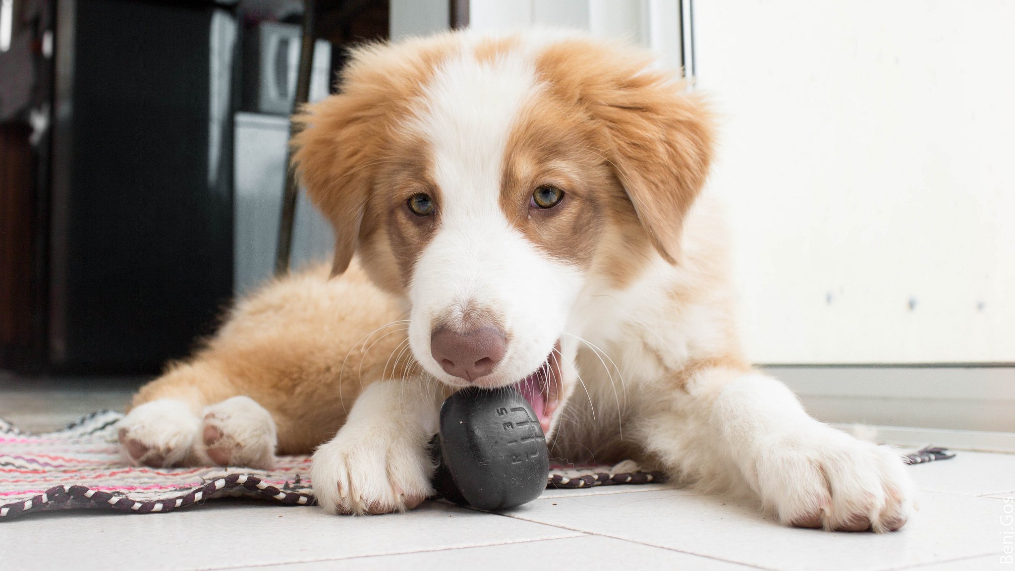 pastor australiano aussie perro cachorro