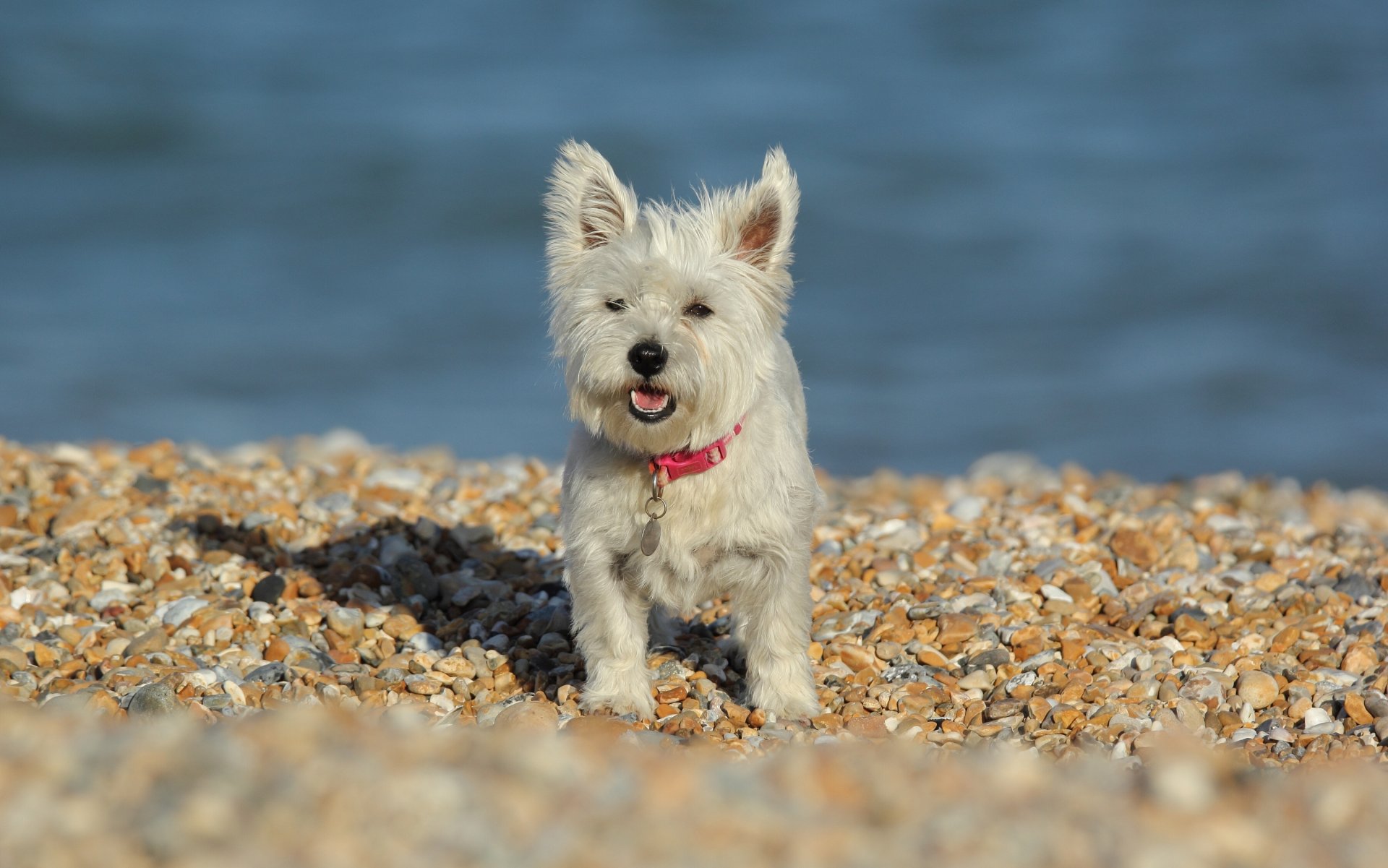 west highland white terrier chien pierres