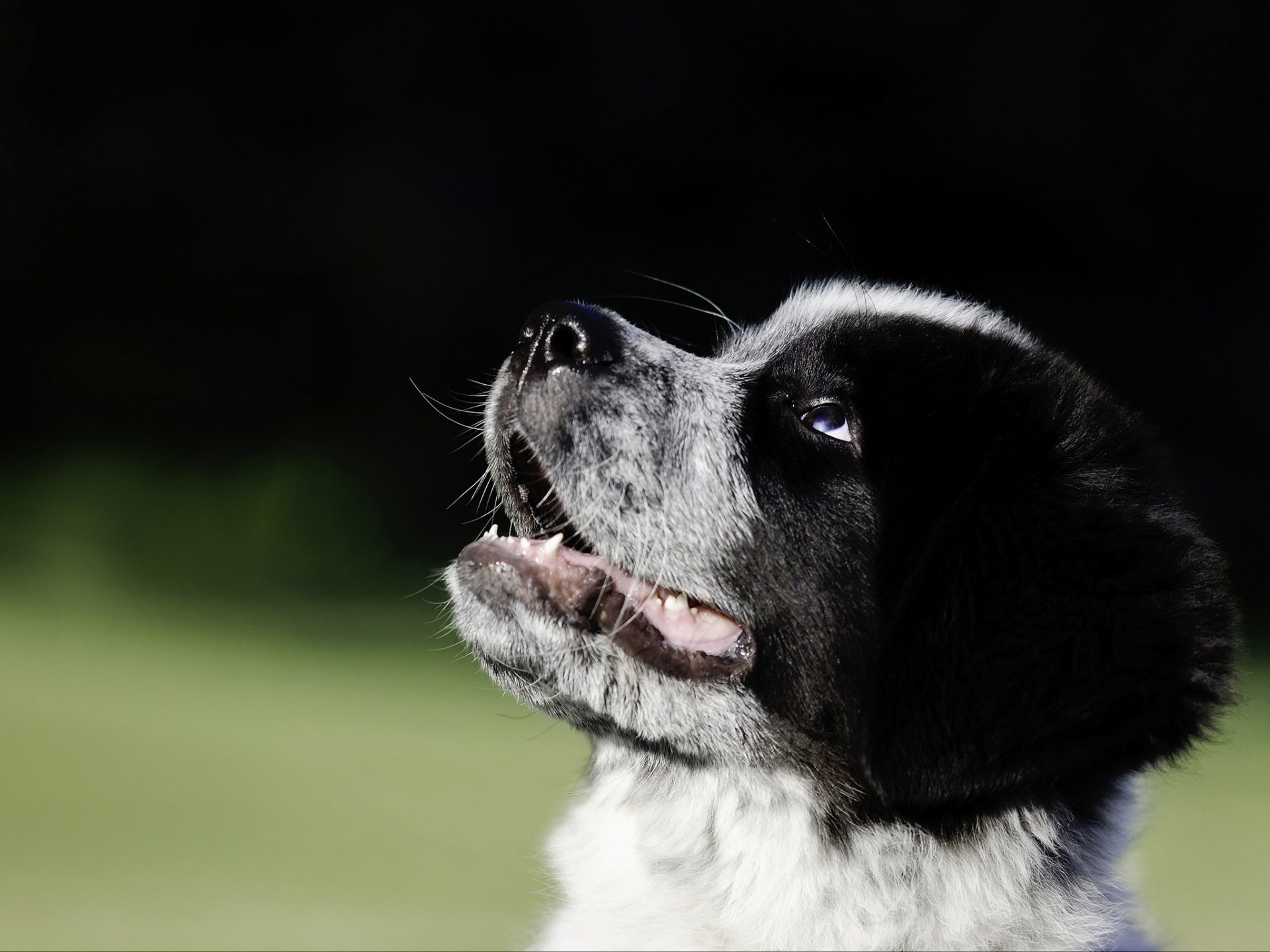 gran terranova pirineos perro cachorro hocico