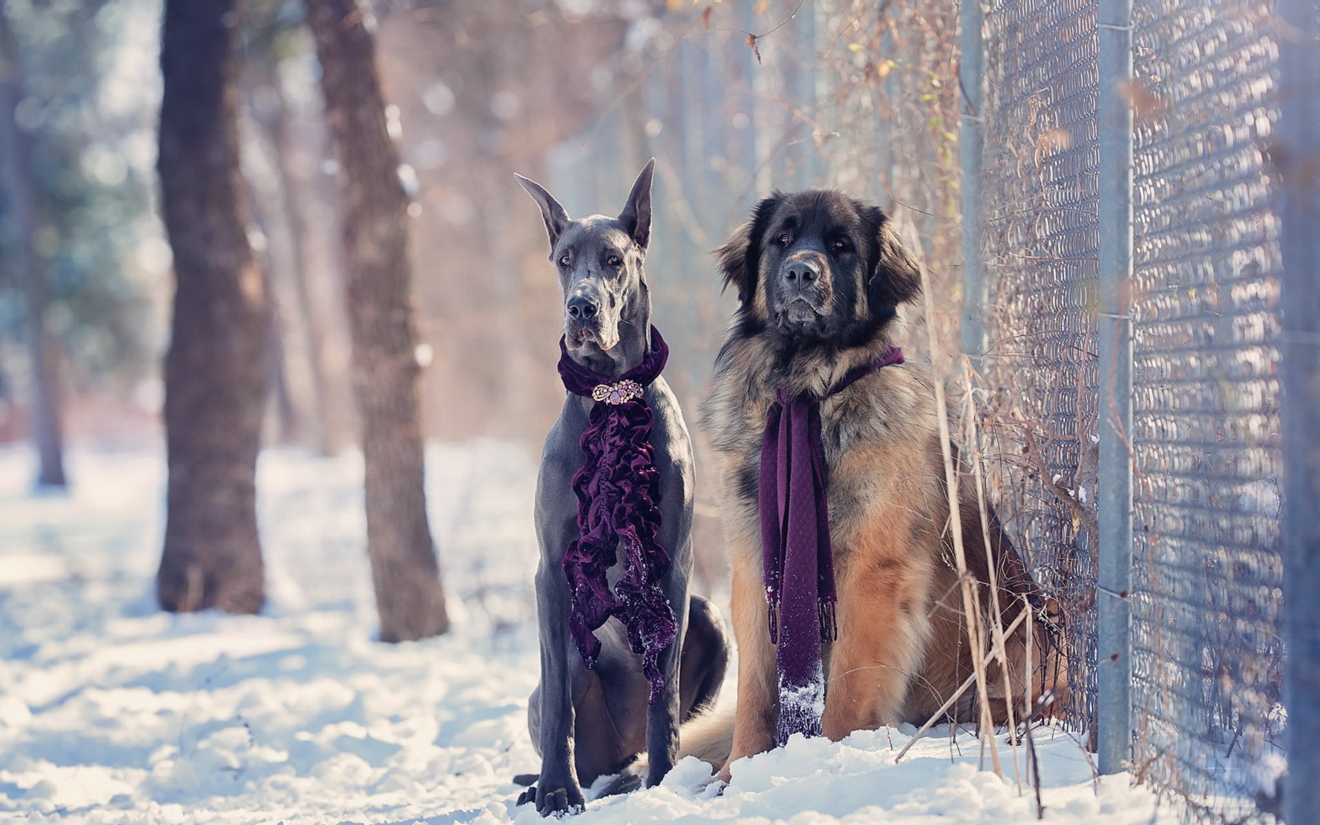 perros invierno nieve