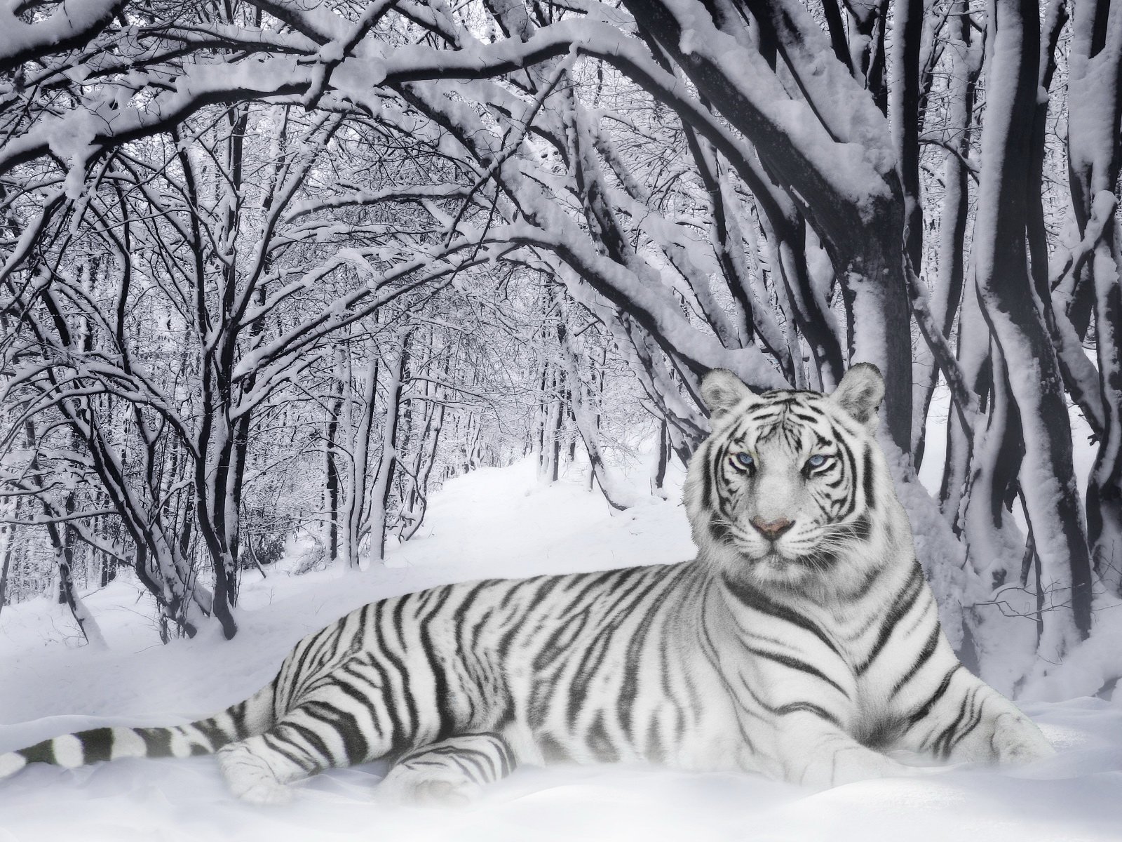 tigre inverno bianco e nero strisce camaleonte