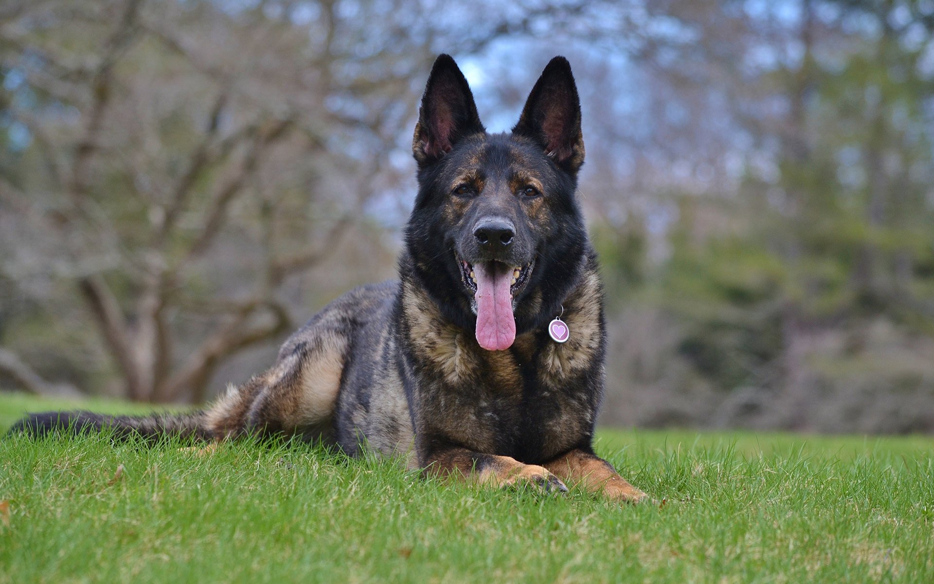 german shepherd working dilution sable-red dog