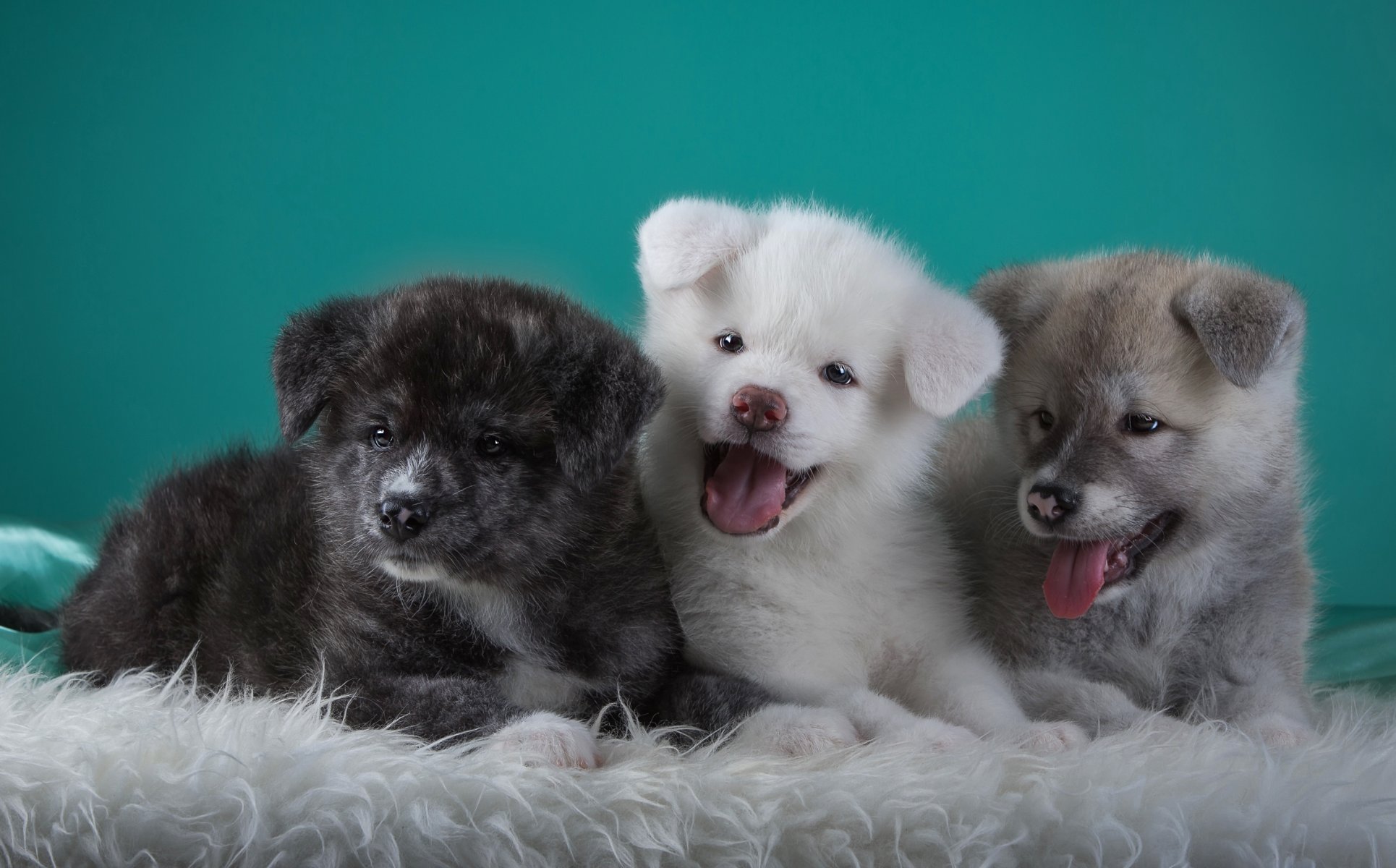 giapponese akita trio cuccioli lingue divertimento